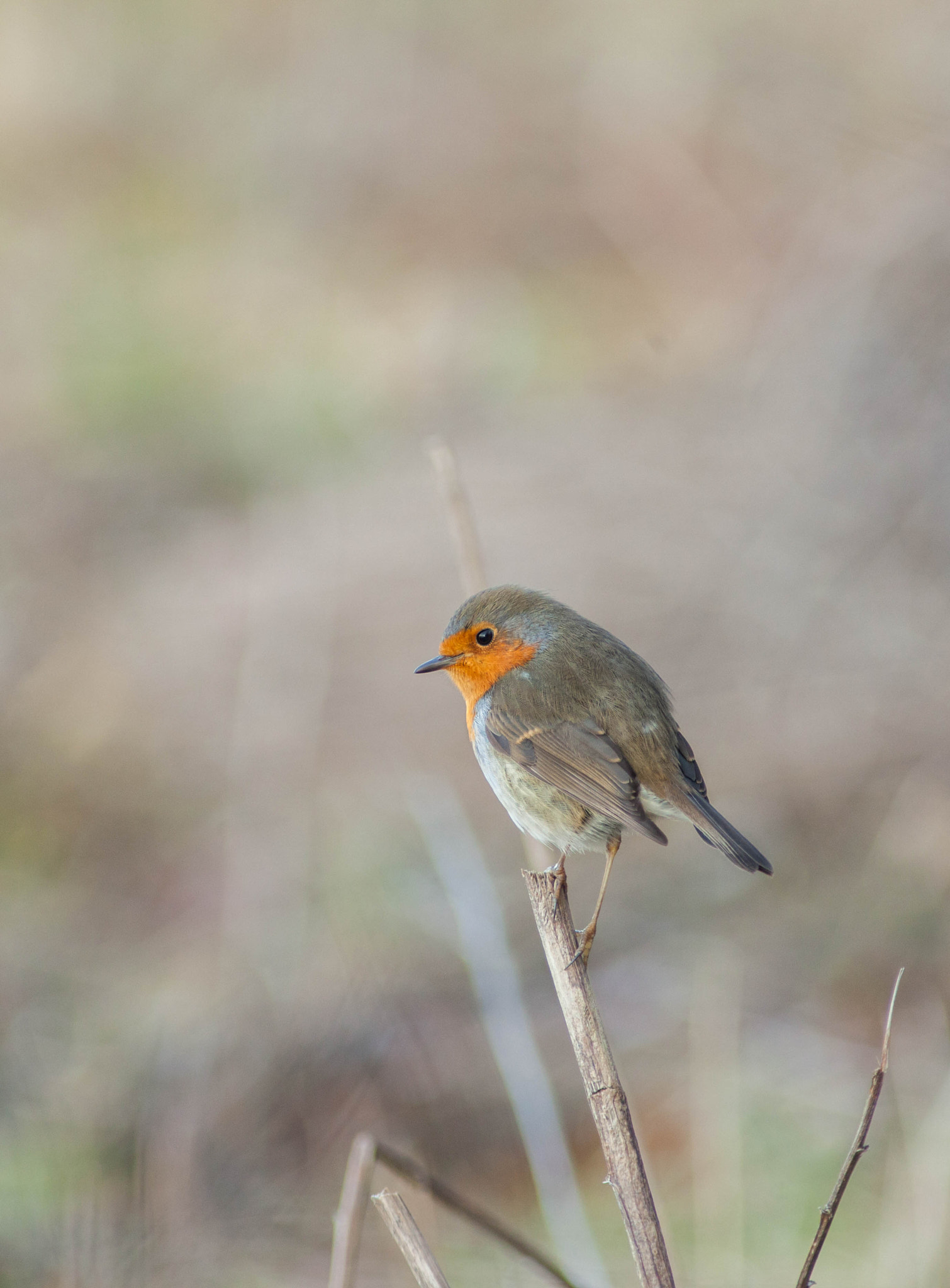 Canon EOS 5D Mark II + Canon EF 300mm f/4L sample photo. Robin photography