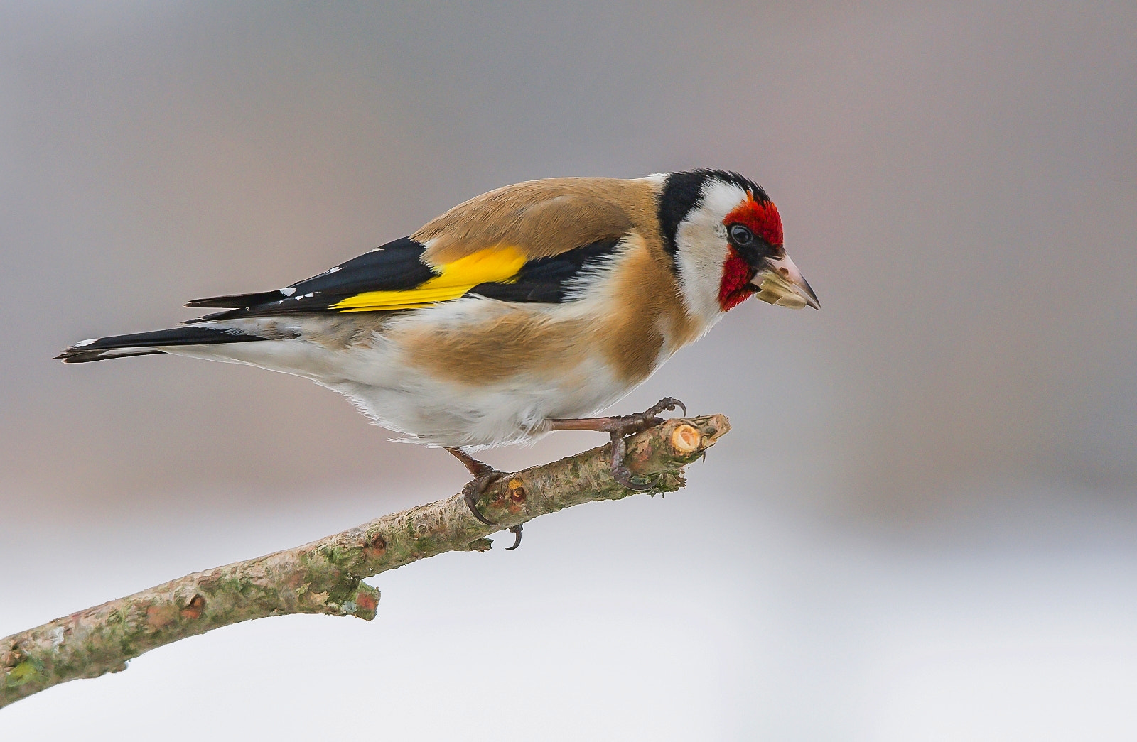 Nikon D7200 sample photo. Goldfinch photography