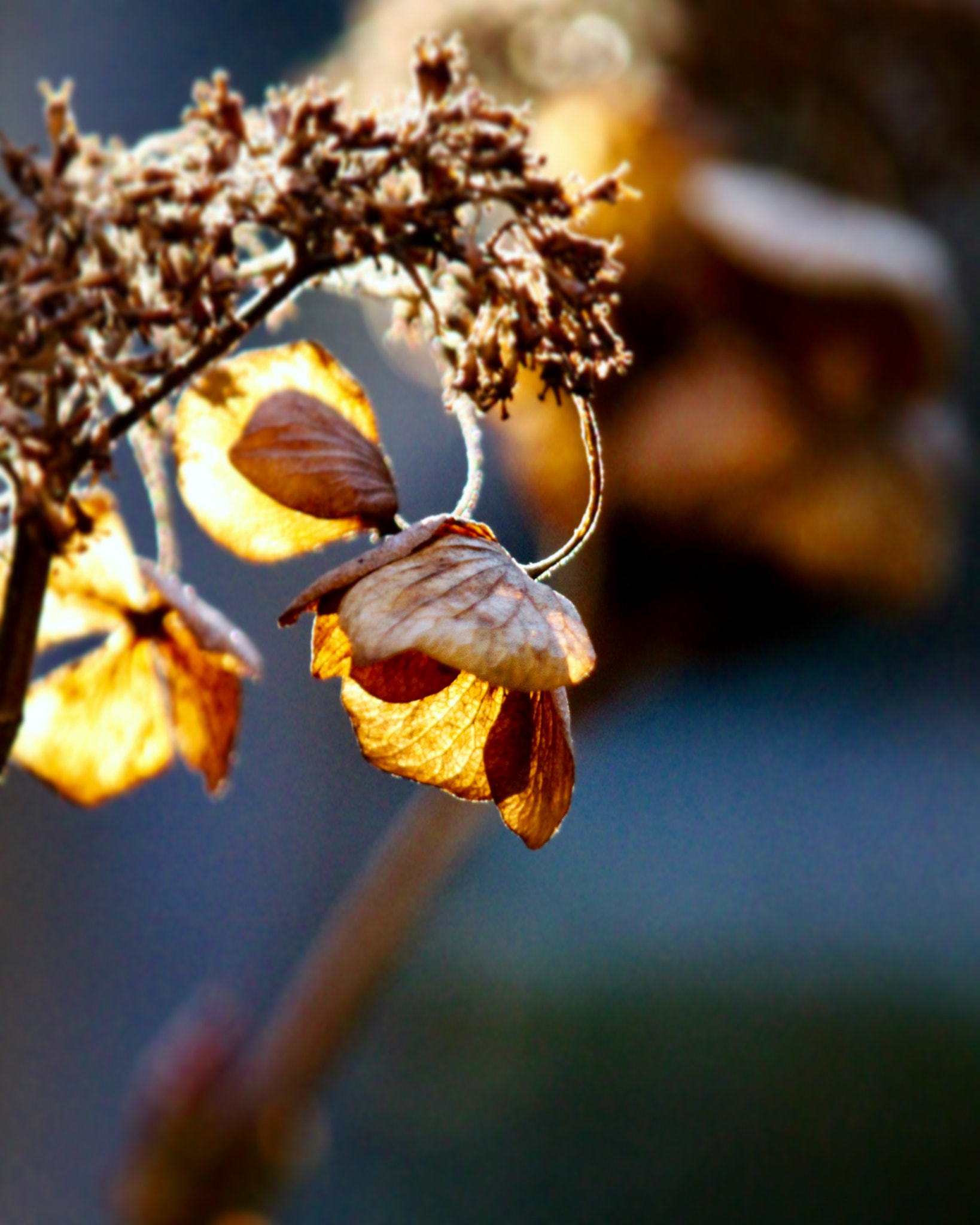 Canon EOS 600D (Rebel EOS T3i / EOS Kiss X5) sample photo. Winter sunset photography