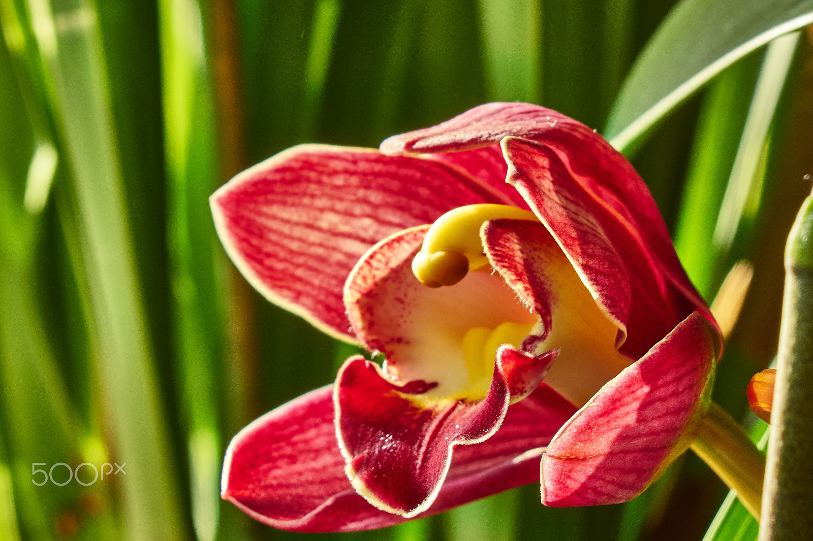 Sony Cyber-shot DSC-RX10 sample photo. Blooming orchid ii [germany] photography