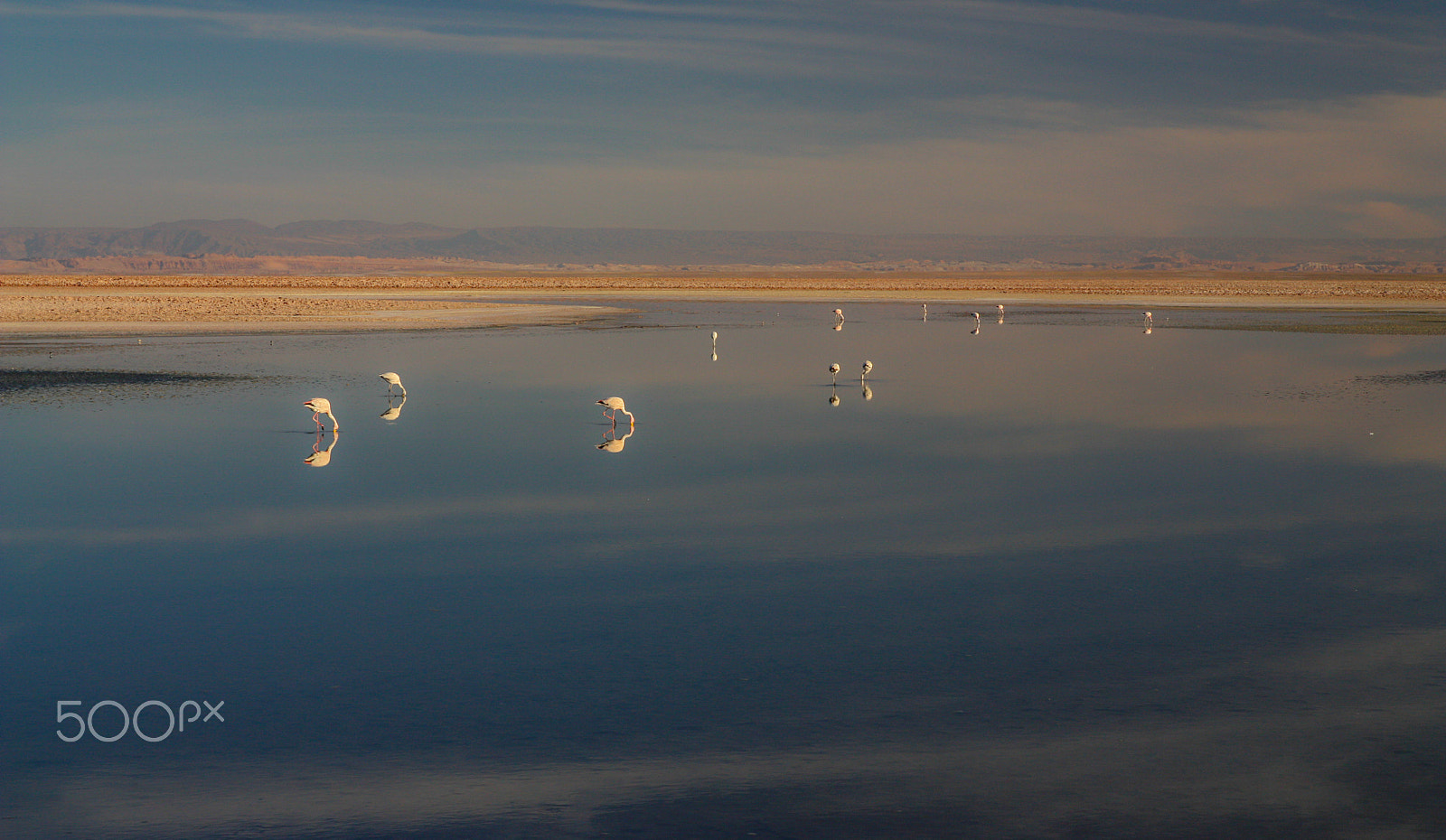 Canon EF-S 17-55mm F2.8 IS USM sample photo. Flamingo photography