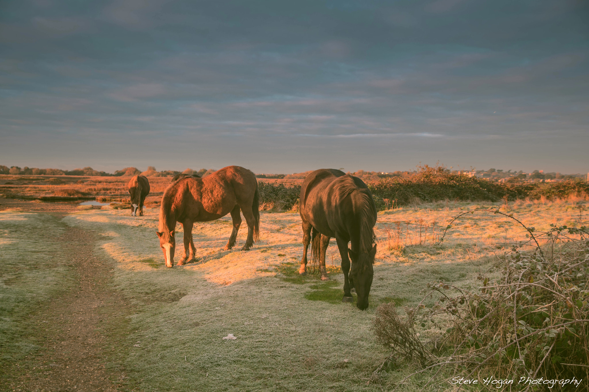 Nikon D500 sample photo. Ponys photography