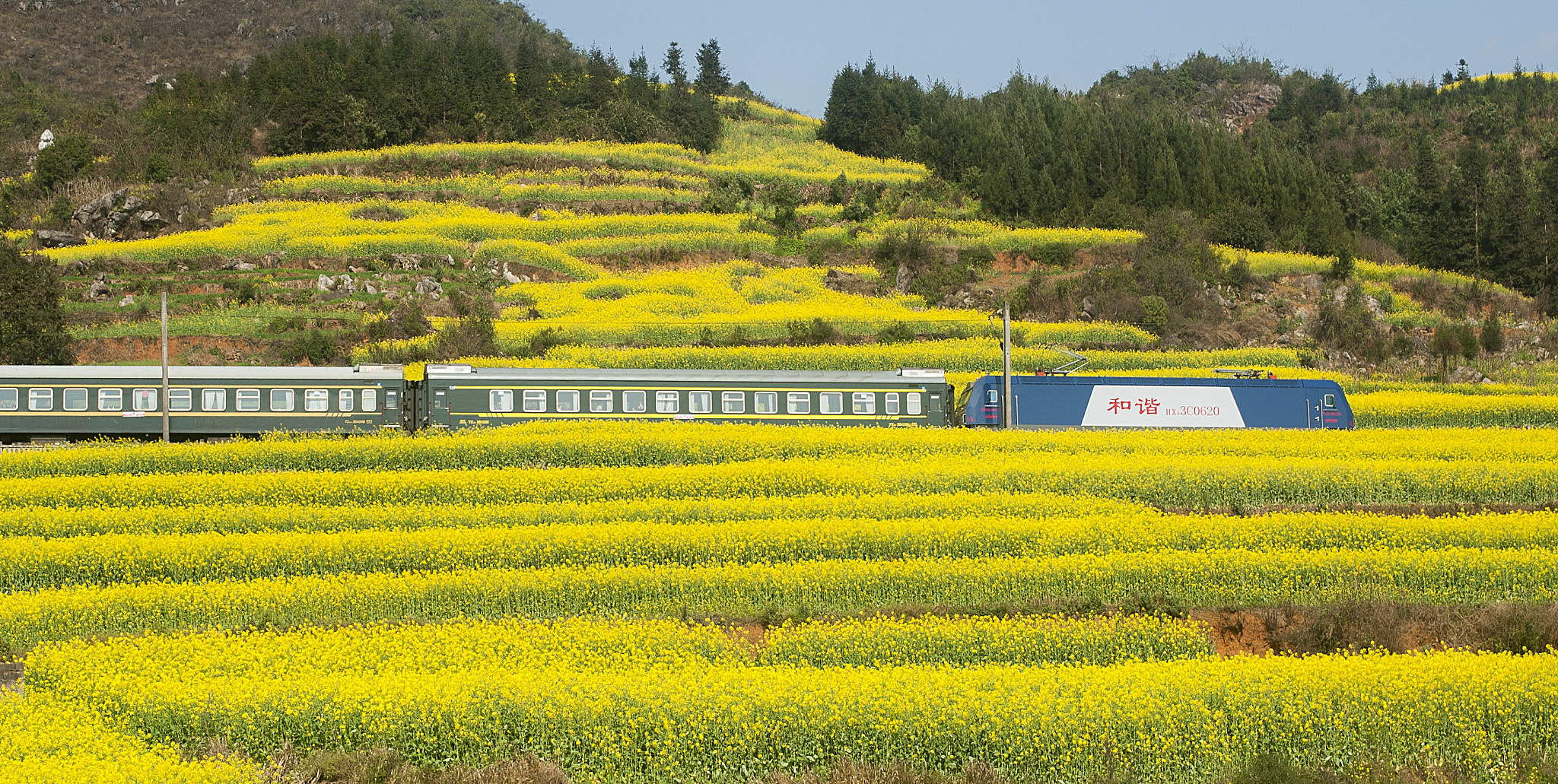 Nikon D700 sample photo. Through the rape flower sea photography