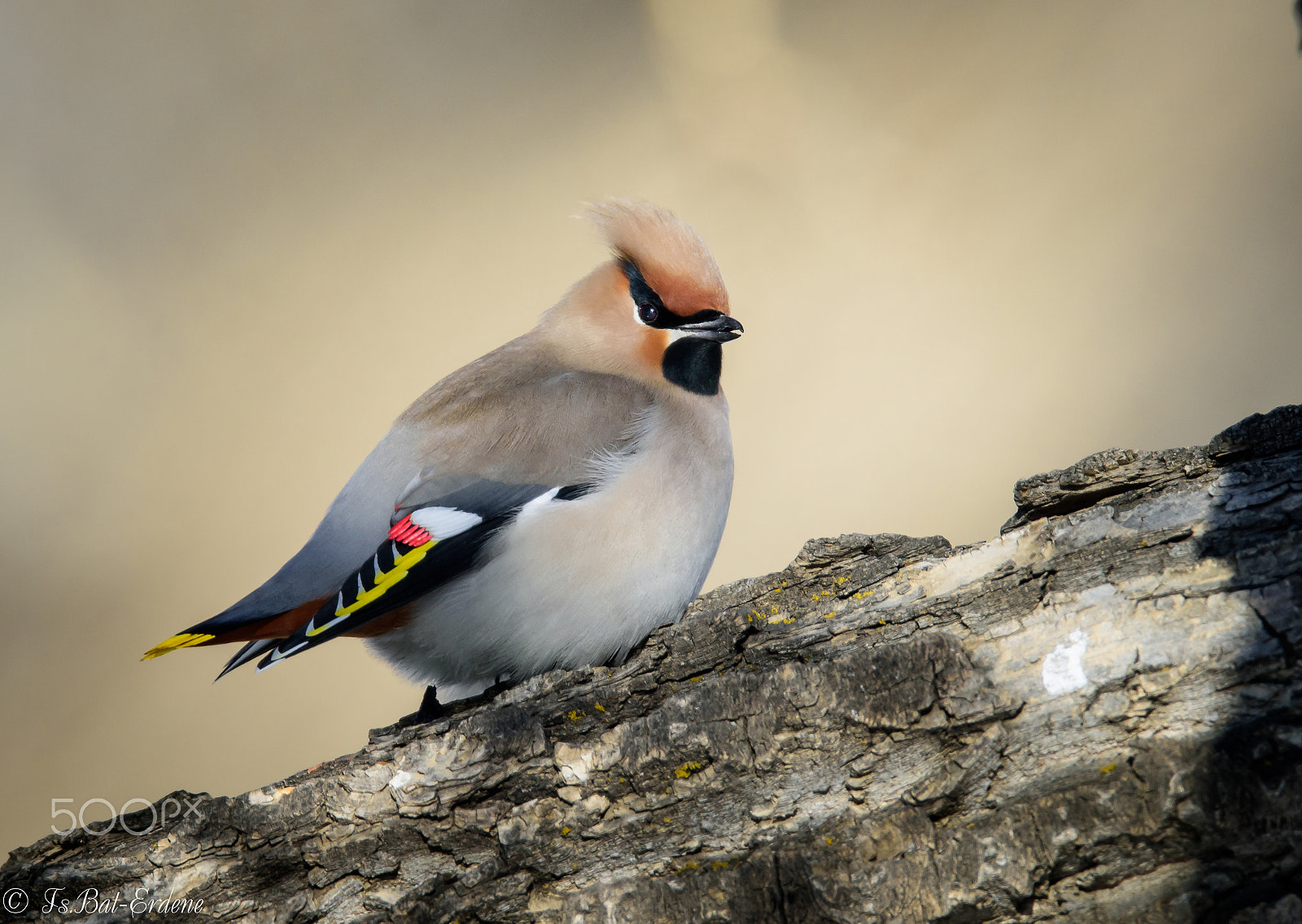 Nikon AF-S Nikkor 600mm F4E FL ED VR sample photo. Tsbat photography