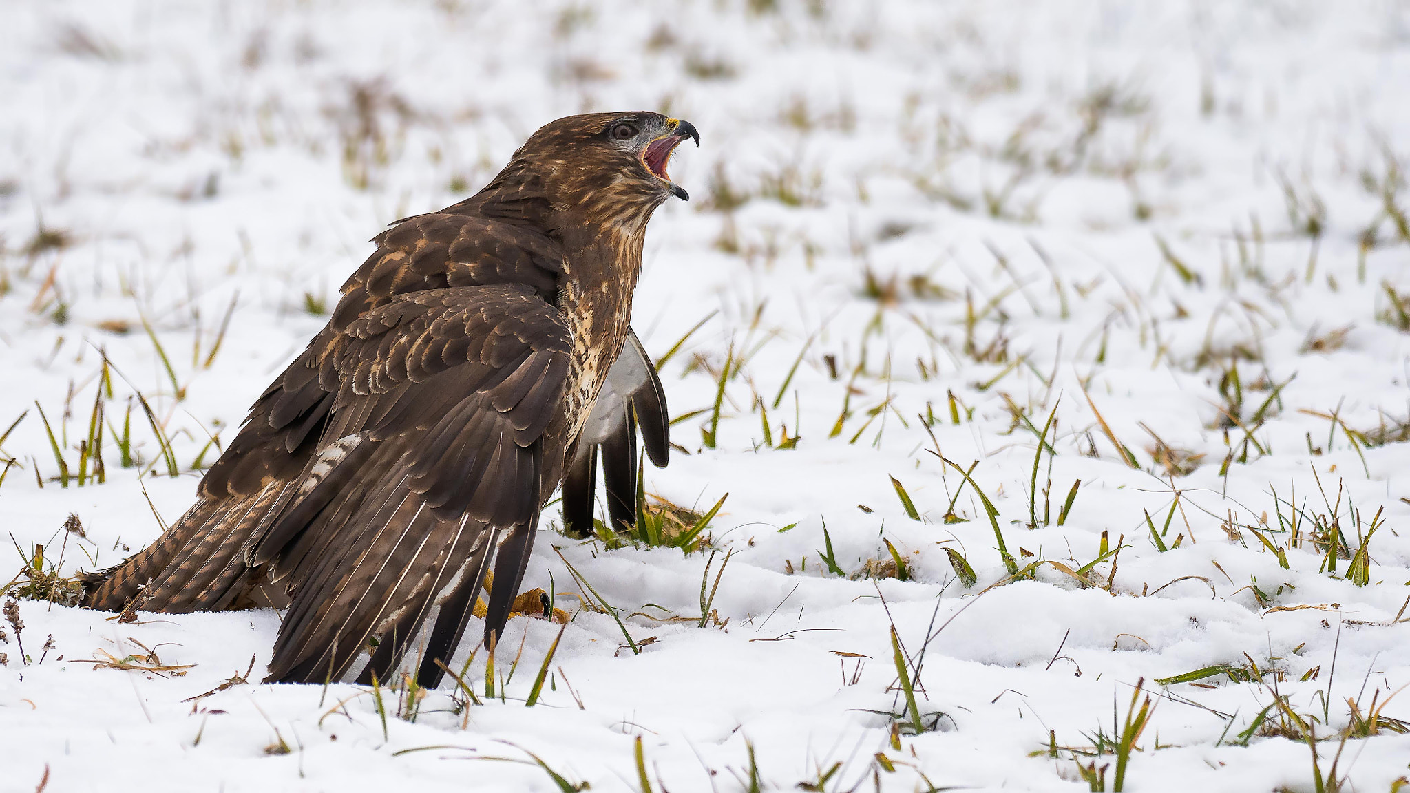 Olympus OM-D E-M1 Mark II + OLYMPUS M.300mm F4.0 sample photo. Crying buzzard photography