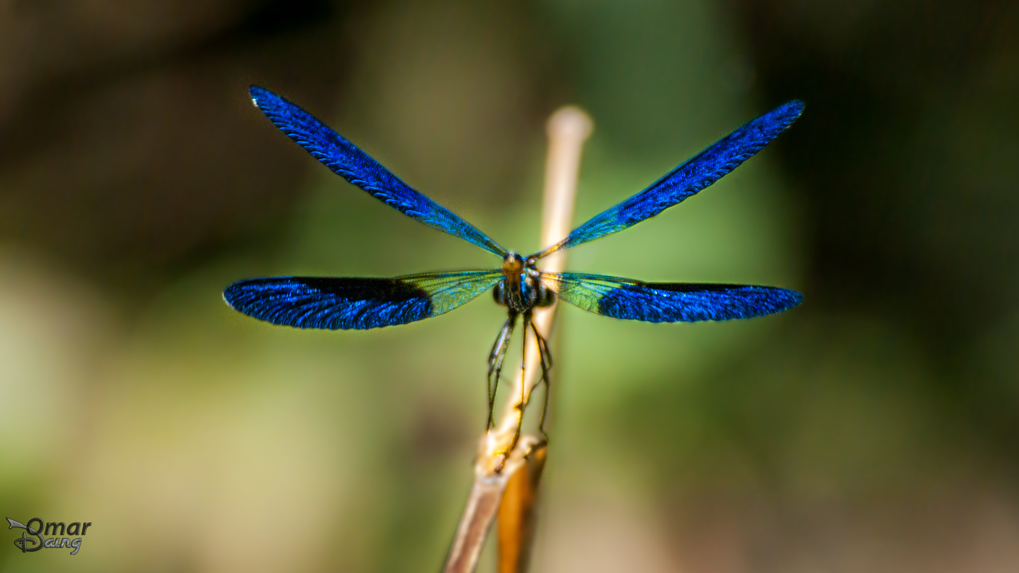 Pentax K10D + Pentax smc DA* 300mm F4.0 ED (IF) SDM sample photo. Calopteryx splendens - banded demoiselle - Çizgili kızböceği photography