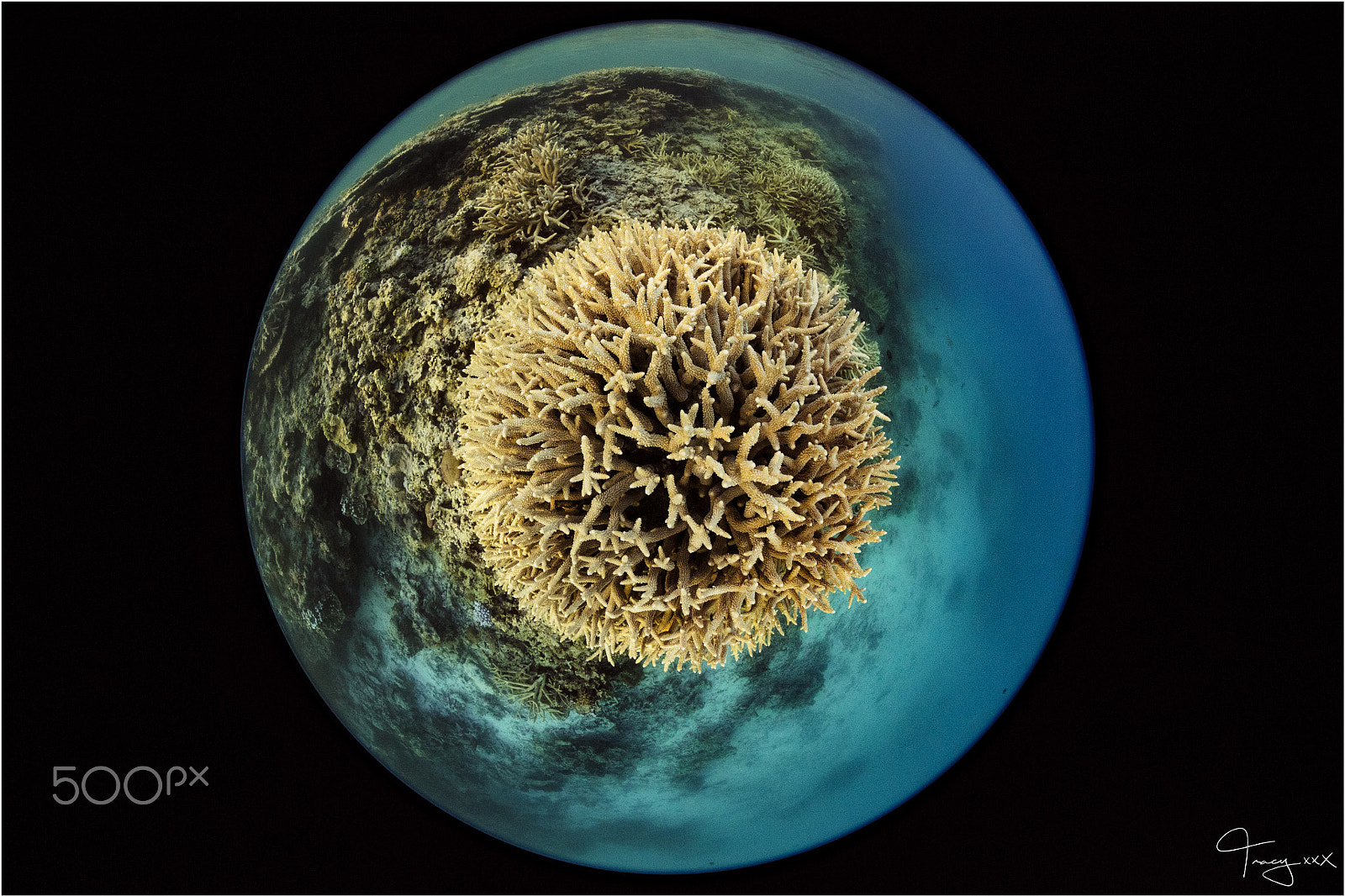 Canon EOS 5DS R + Canon EF 8-15mm F4L Fisheye USM sample photo. Coral planet photography