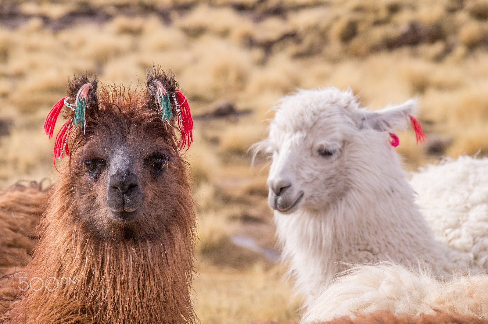 Sony SLT-A37 sample photo. Portrait of lamas alpacas with colorful decoration in altiplano photography