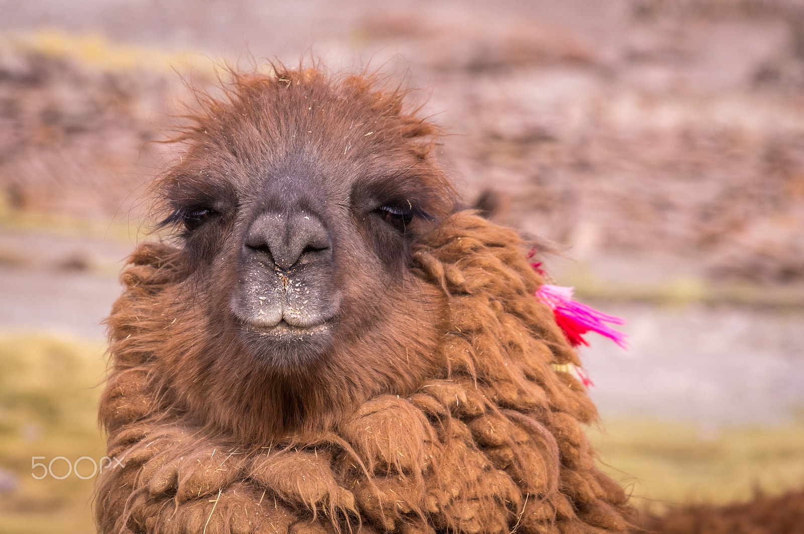 Sony SLT-A37 sample photo. Lama alpaca portrait photography