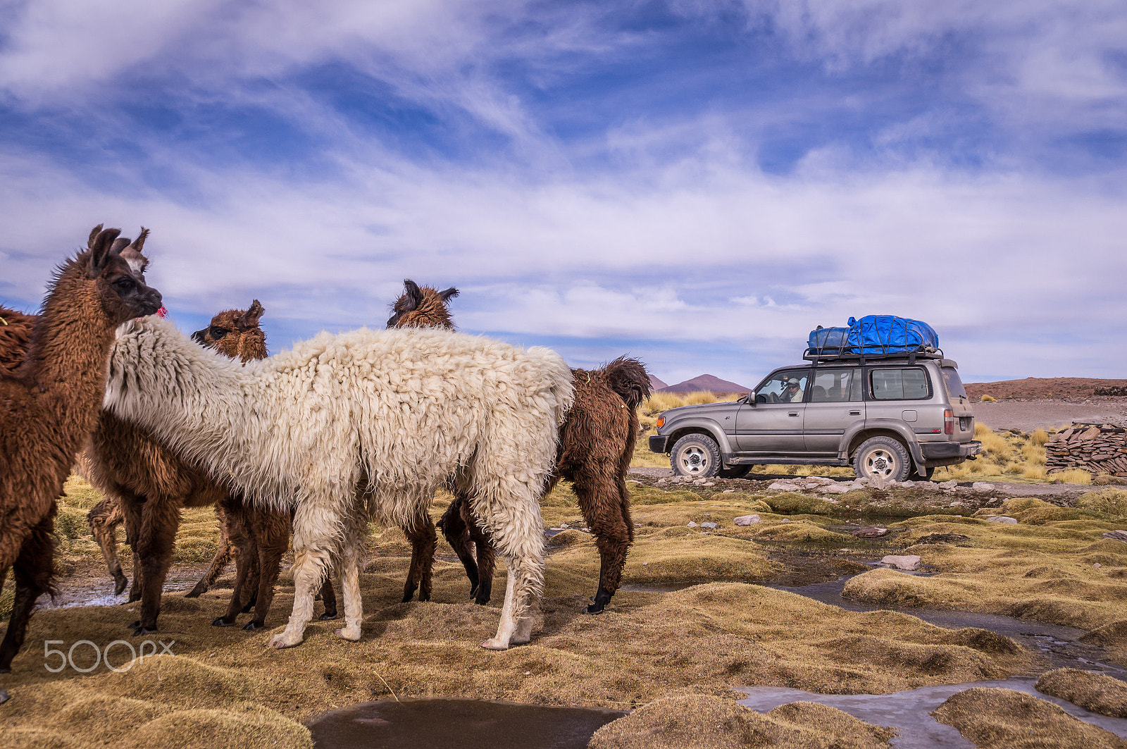Sony SLT-A37 sample photo. Flock of lamas alpacas in altiplano with 4x4 photography