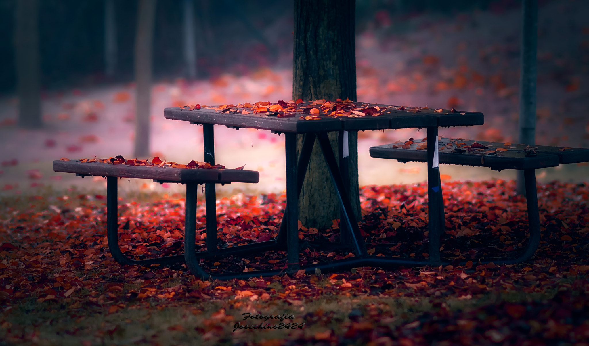 AF DC-Nikkor 135mm f/2D sample photo. Autumn days... photography