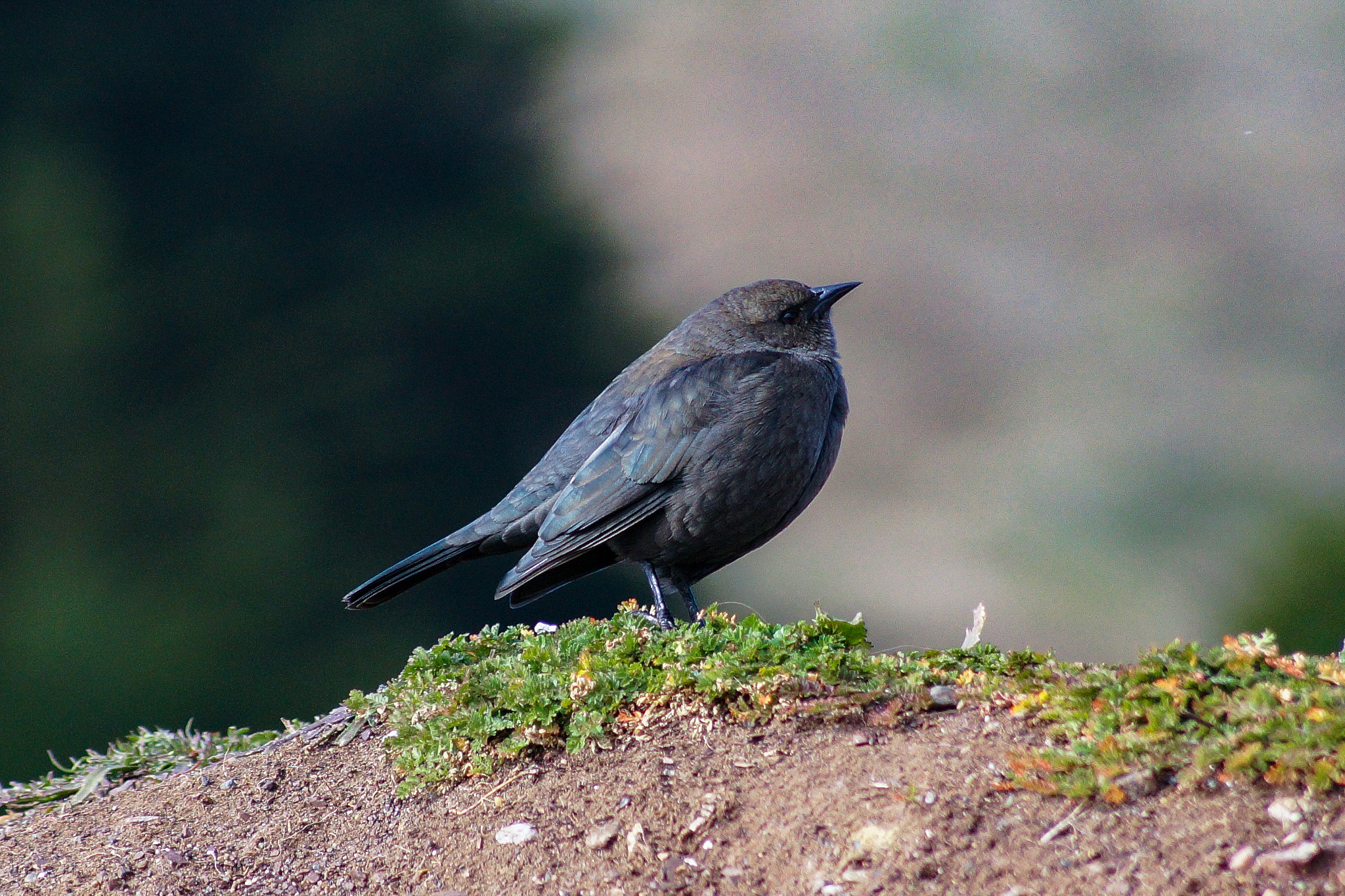Sony SLT-A58 + Sony DT 55-200mm F4-5.6 SAM sample photo. Brewer's blackbird [female] photography