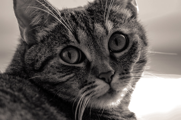 Nikon D70 sample photo. Kitty cat photography