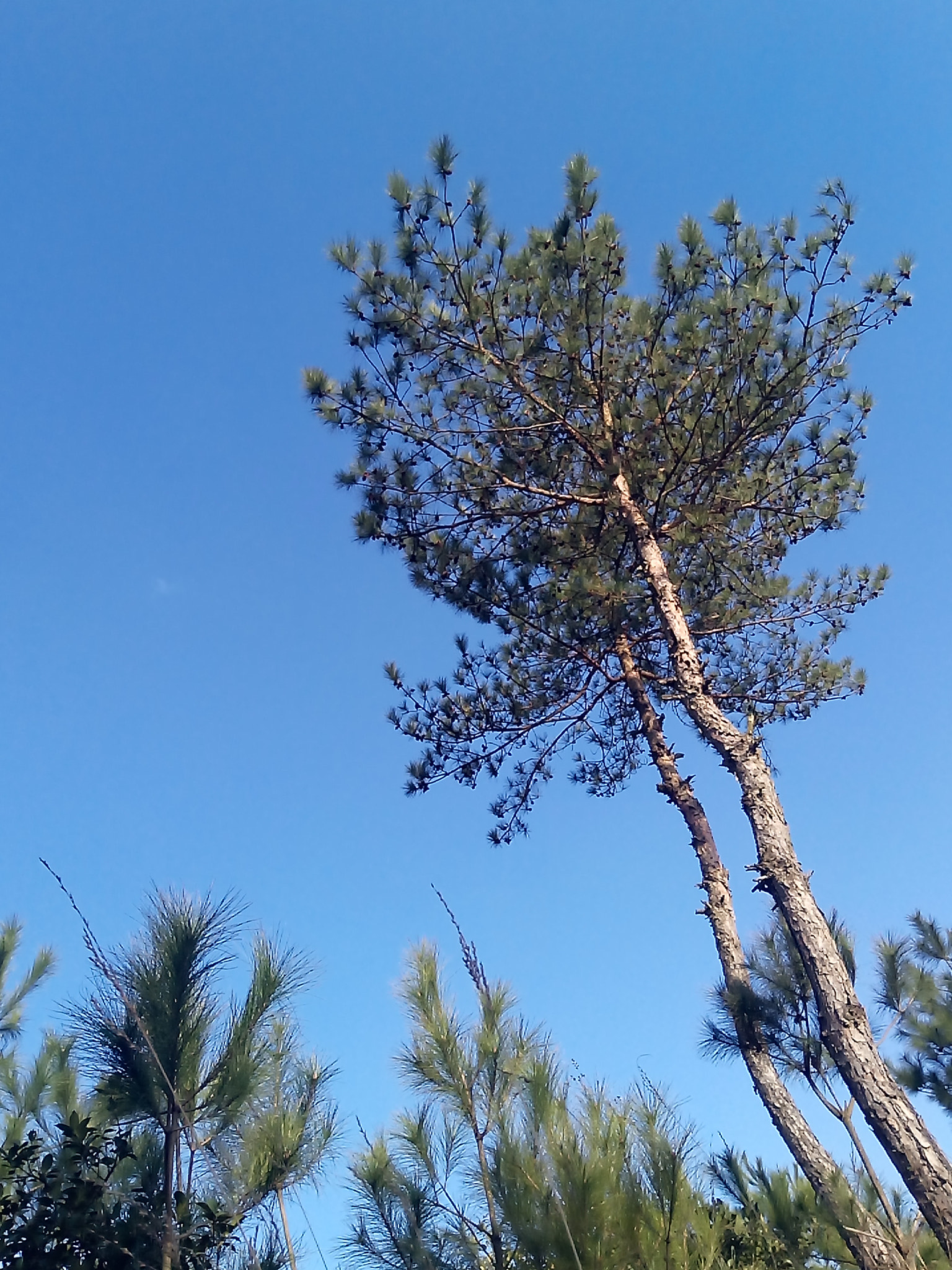 Meizu M3s sample photo