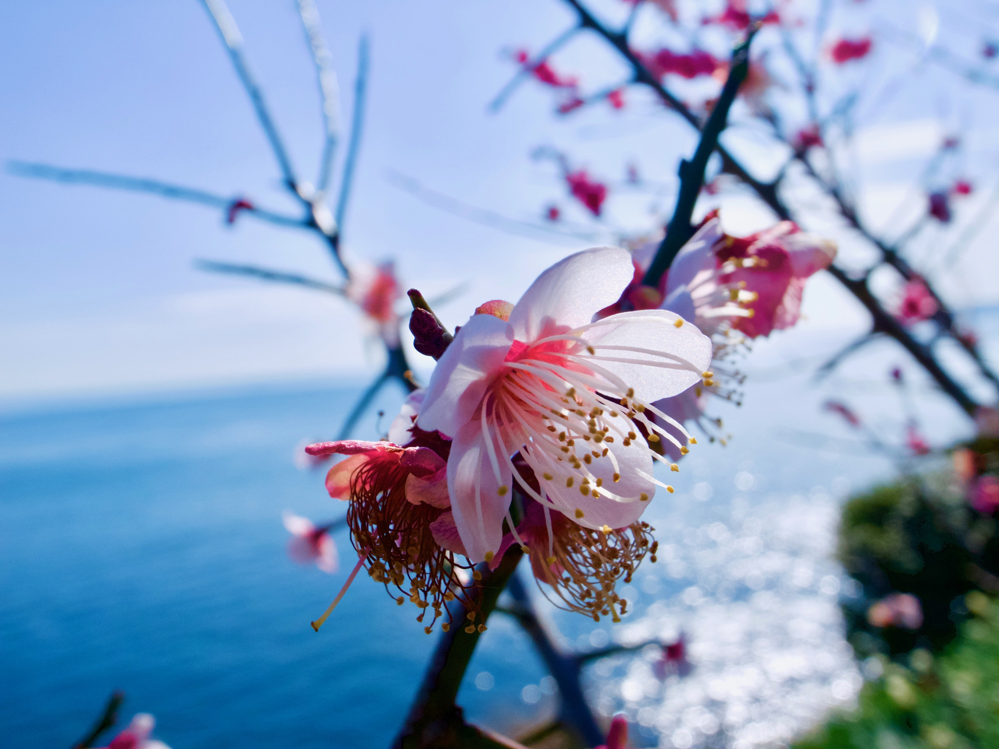 Ricoh GR DIGITAL 4 sample photo. Plum0204 photography