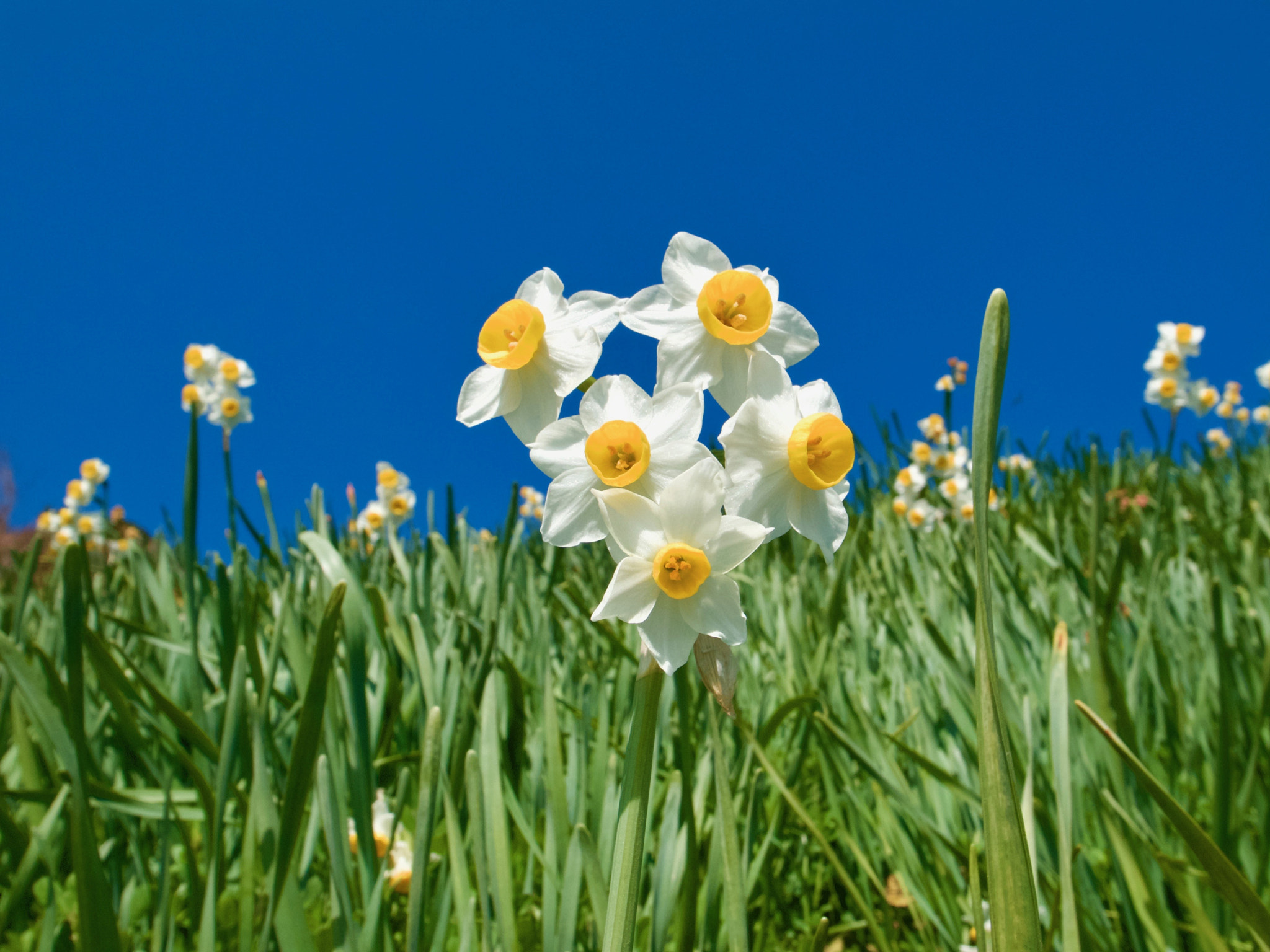 Ricoh GR DIGITAL 4 sample photo. Narcissus0204 photography