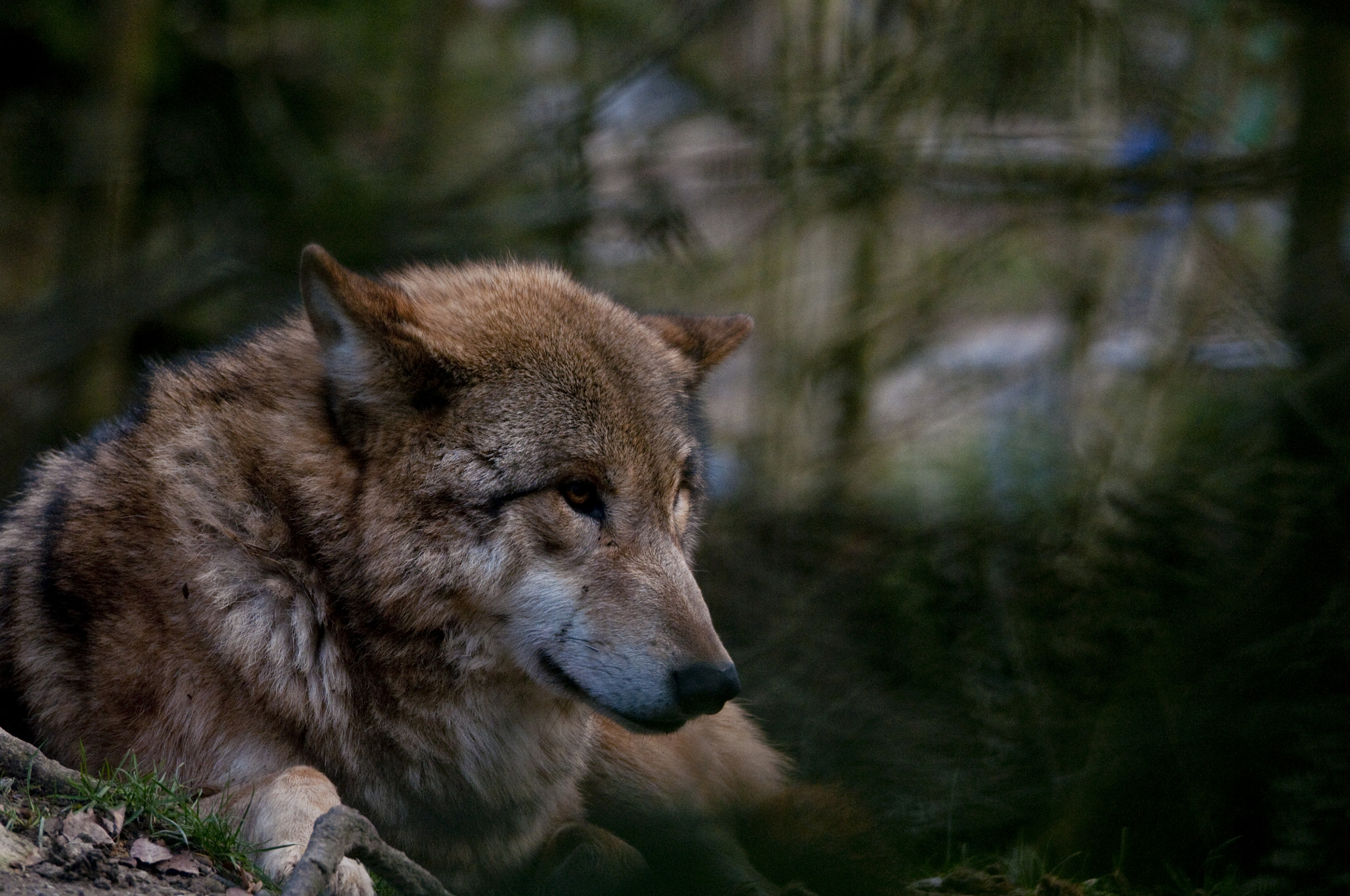 Nikon D300S sample photo. Wolf photography