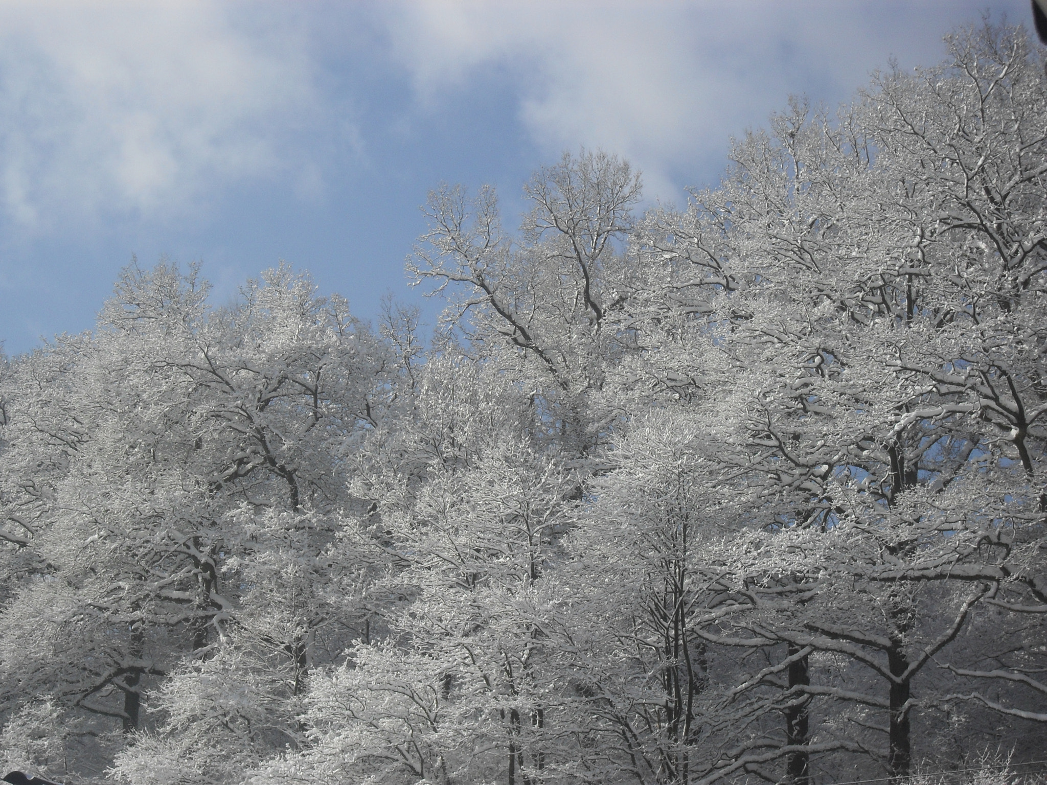 Samsung ES55,ES57 / VLUU ES55 /  SL102 sample photo. Snowy trees photography