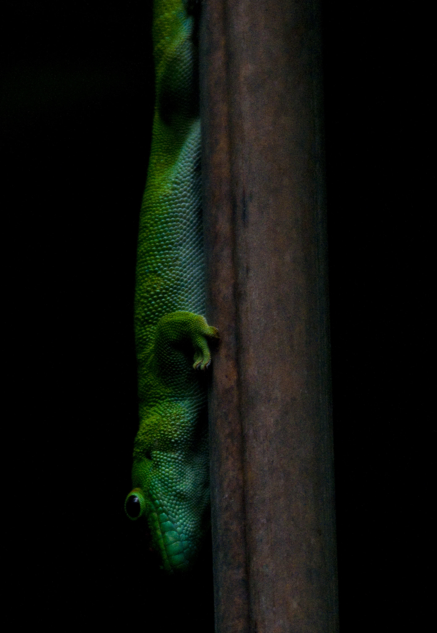 Sigma 120-400mm F4.5-5.6 DG OS HSM sample photo. Lizard photography
