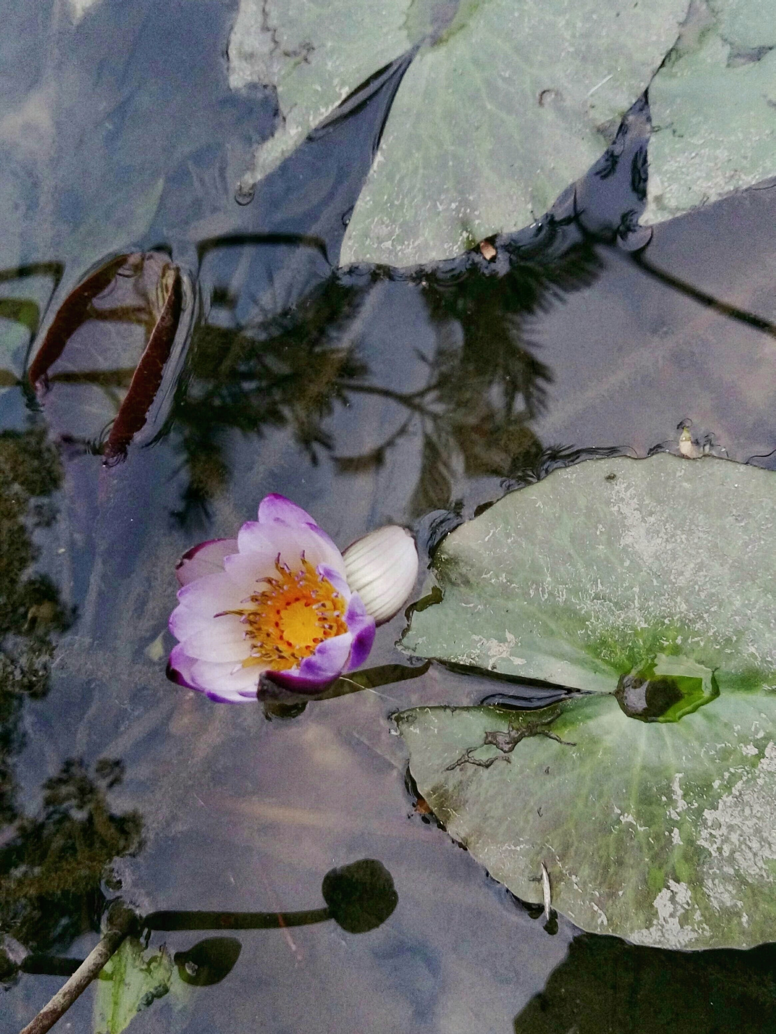 HTC ONE X9 DUAL SIM sample photo. ..struggle _waterlily ~ photography