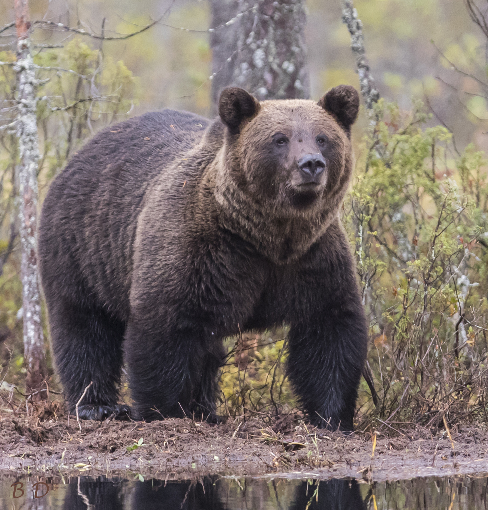 Canon EOS-1D X Mark II + Canon EF 300mm F2.8L IS USM sample photo. Portrait of an adult bear photography
