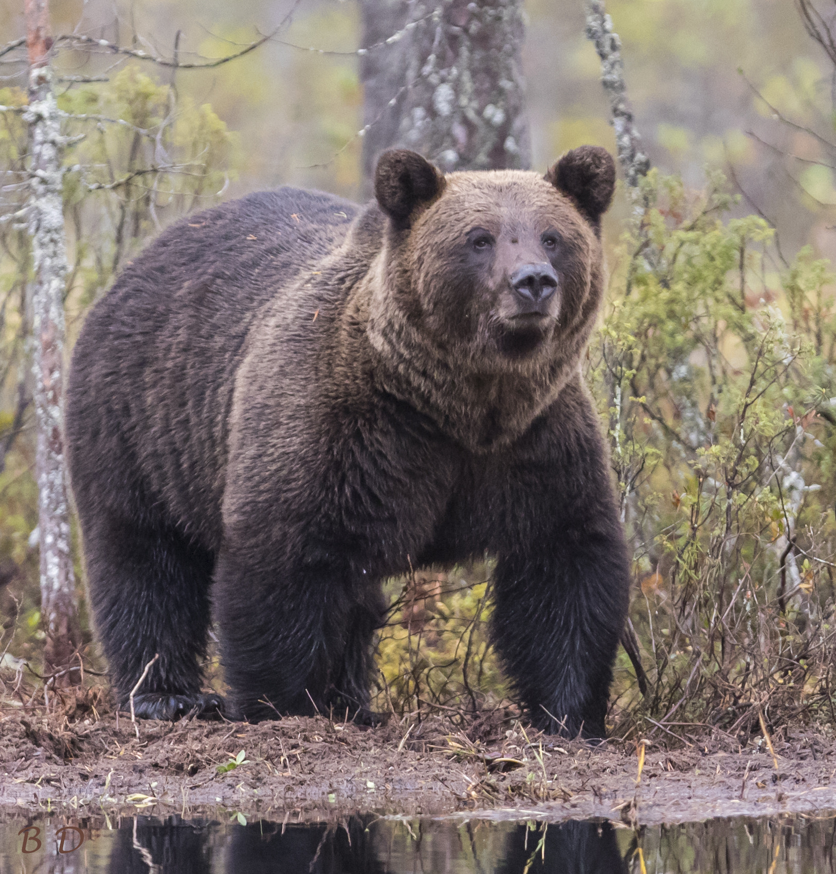 Canon EF 300mm F2.8L IS USM sample photo. Portrait of an adult bear photography