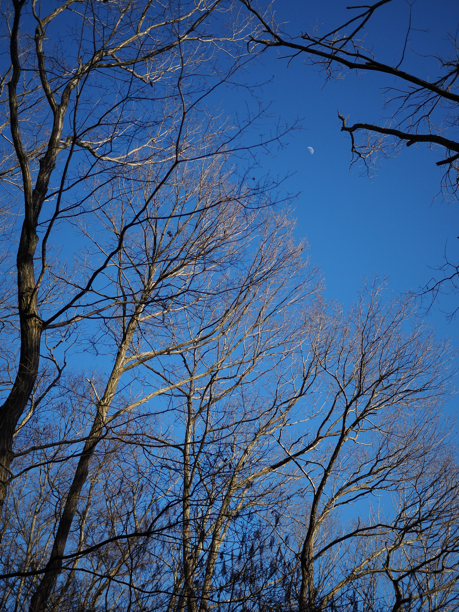 Olympus OM-D E-M10 II sample photo. 見上げたら月 | looking up to the moon photography