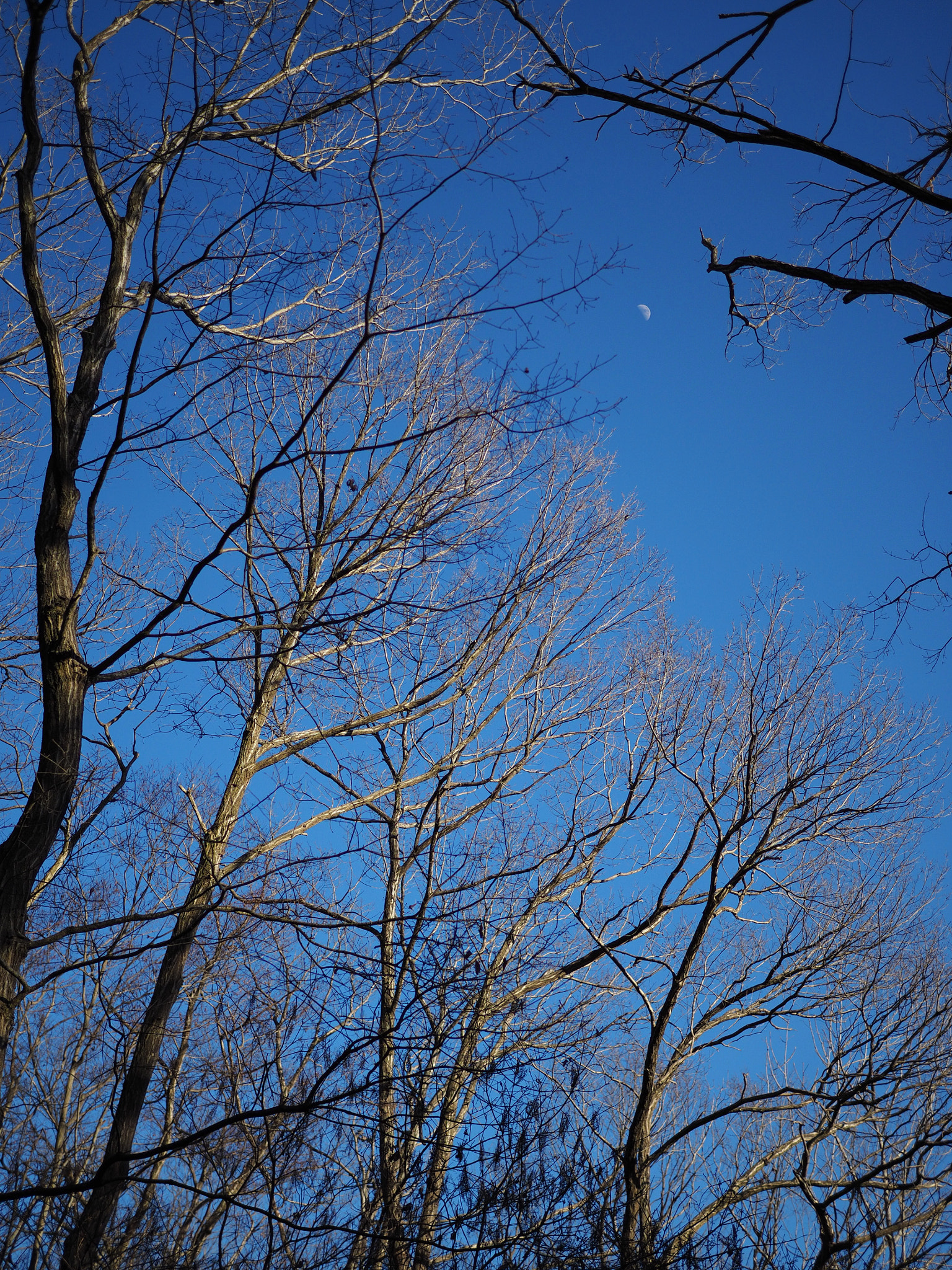 Olympus OM-D E-M10 II + Olympus M.Zuiko Digital 25mm F1.8 sample photo. 見上げたら月 | looking up to the moon photography