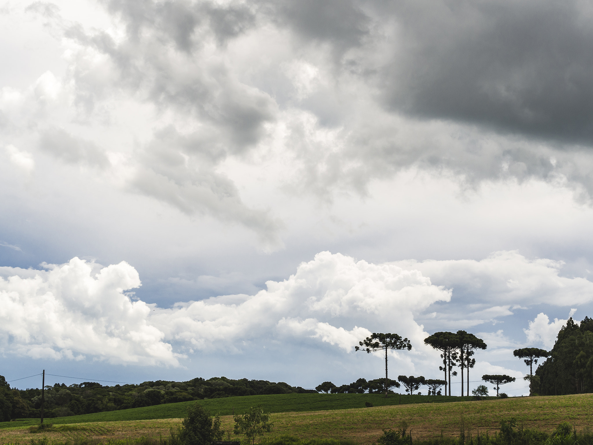 Sigma 30mm F2.8 DN Art sample photo. Araucarias. photography