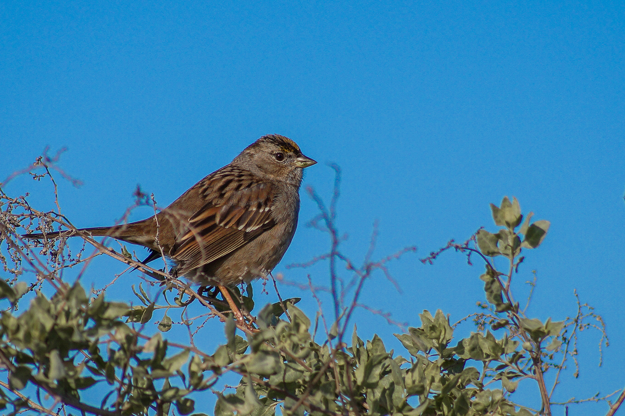 Sony SLT-A58 + Sony DT 55-200mm F4-5.6 SAM sample photo. Golden-crowned sparrow photography