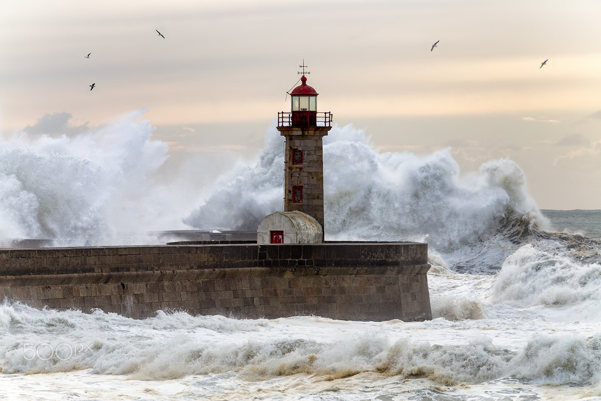 Canon EOS 6D + Canon EF 70-200mm F2.8L USM sample photo. El vals de las gaviotas photography