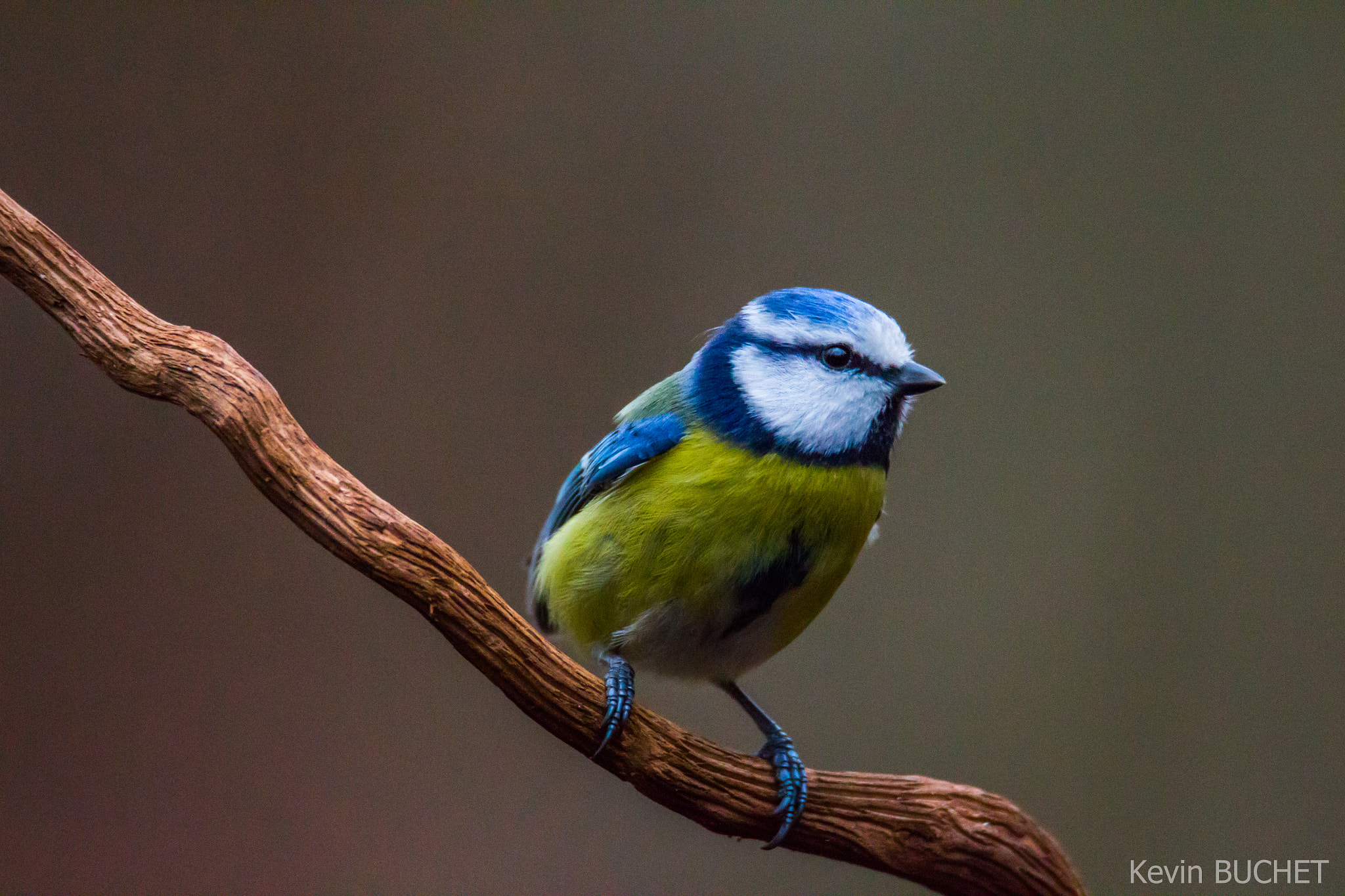 Tamron SP 150-600mm F5-6.3 Di VC USD sample photo. Blue tit photography