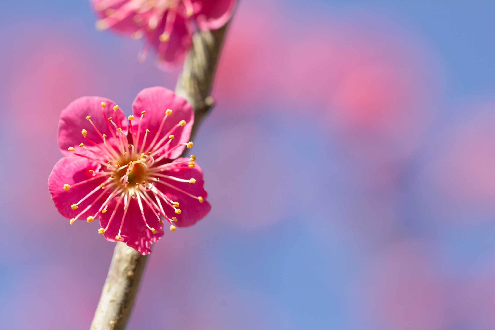 Canon EF 100mm F2.8L Macro IS USM sample photo. Plum blossom 01 photography