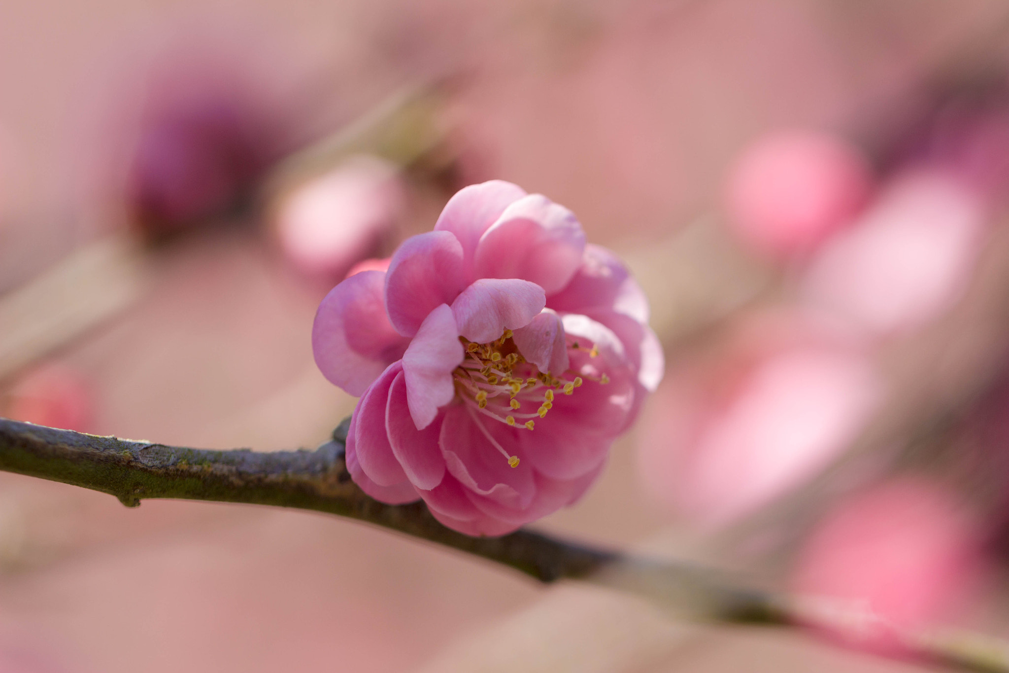 Canon EF 100mm F2.8L Macro IS USM sample photo. Plum blossom 02 photography