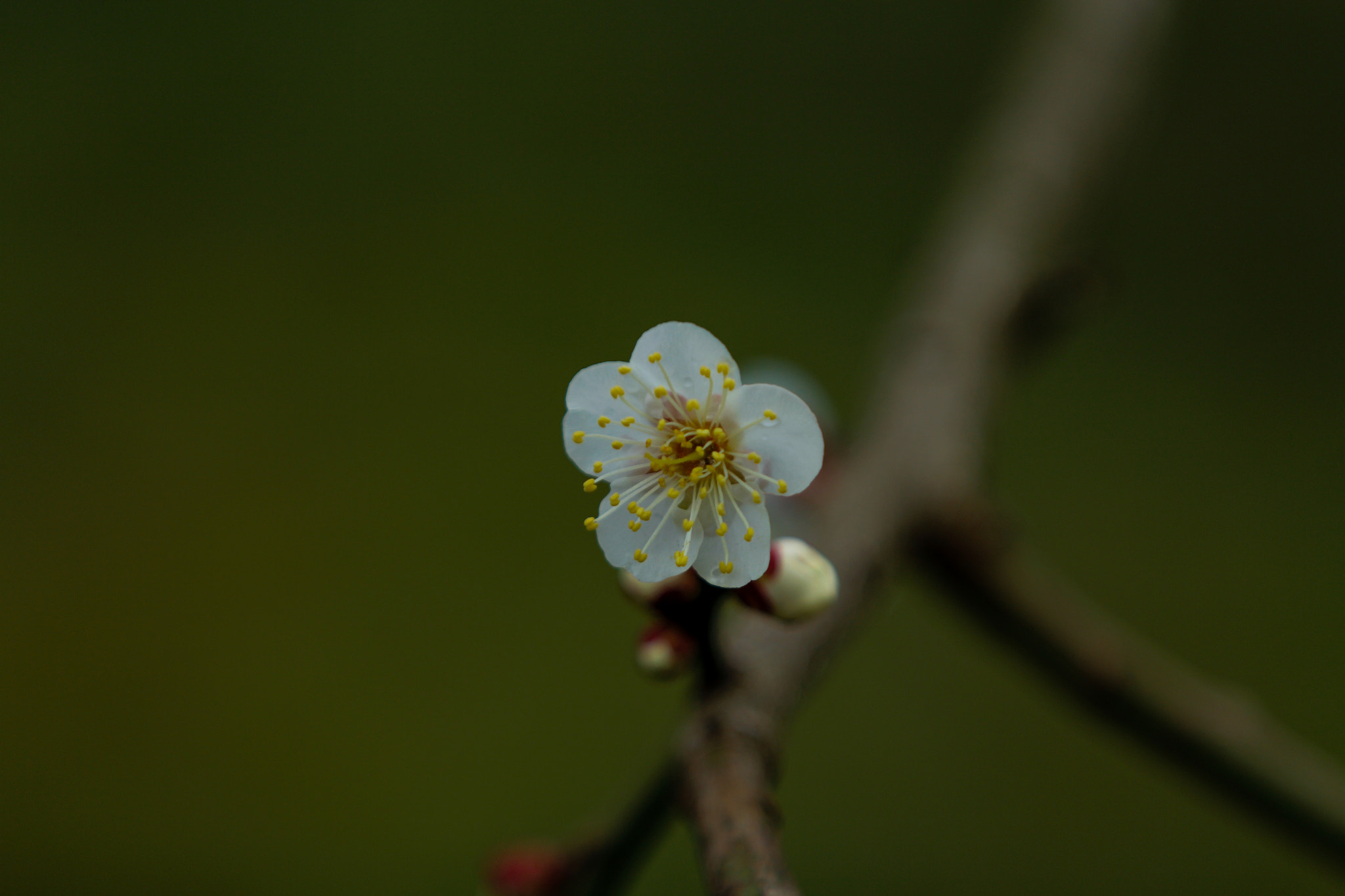Canon EF 70-200mm F2.8L IS II USM sample photo. Plum blossom photography