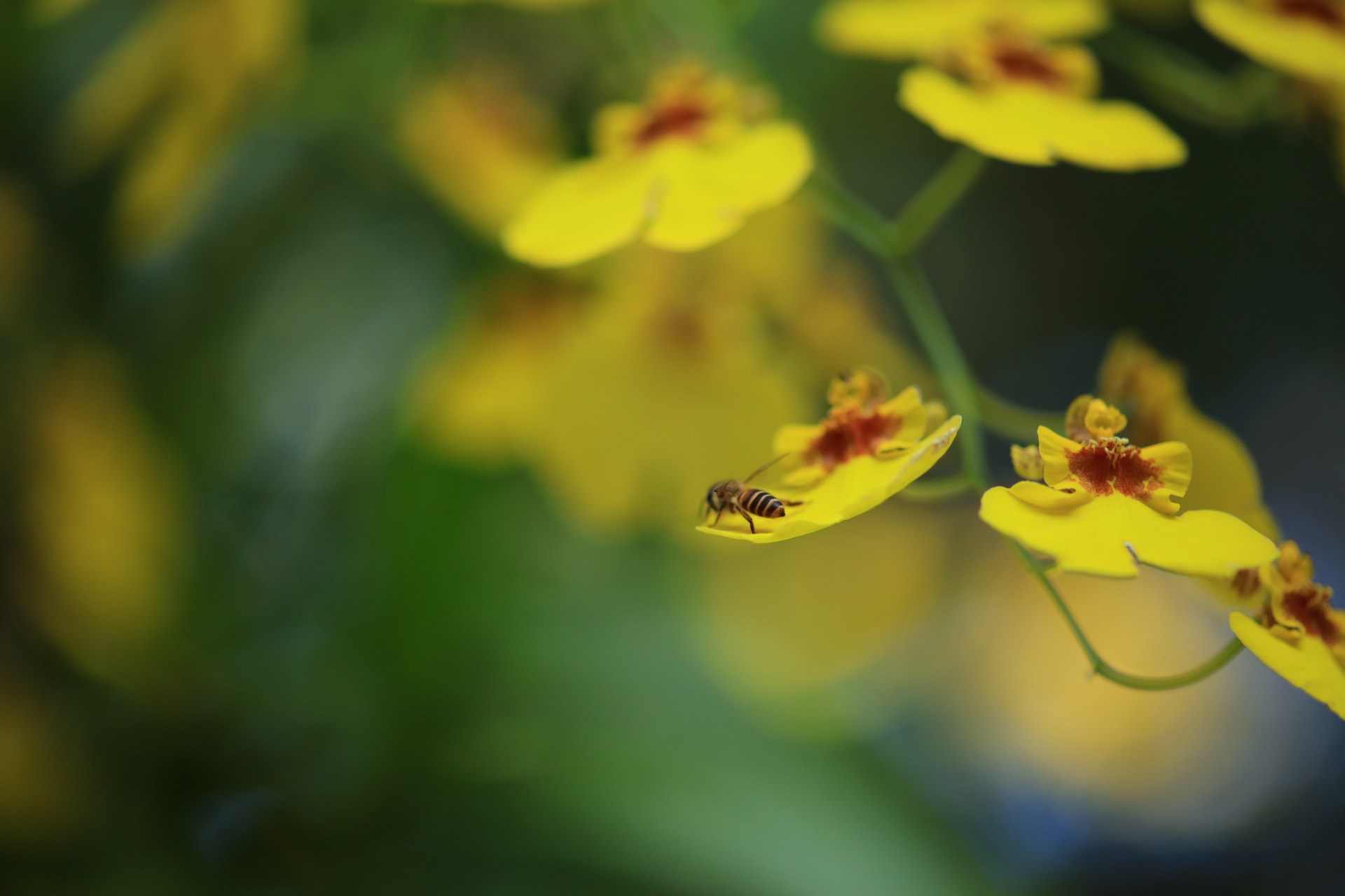 ZEISS Milvus 100mm F2 Macro sample photo. Bee loves flower photography