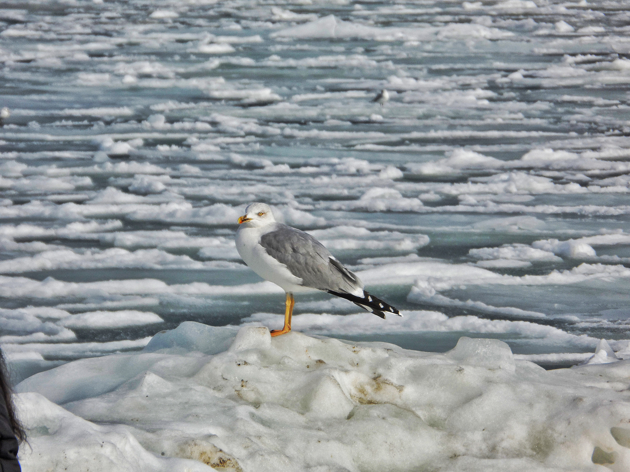 Samsung WB150 / WB150F / WB152 / WB152F / WB151 / WB151F / WB140 sample photo. Black sea gull photography