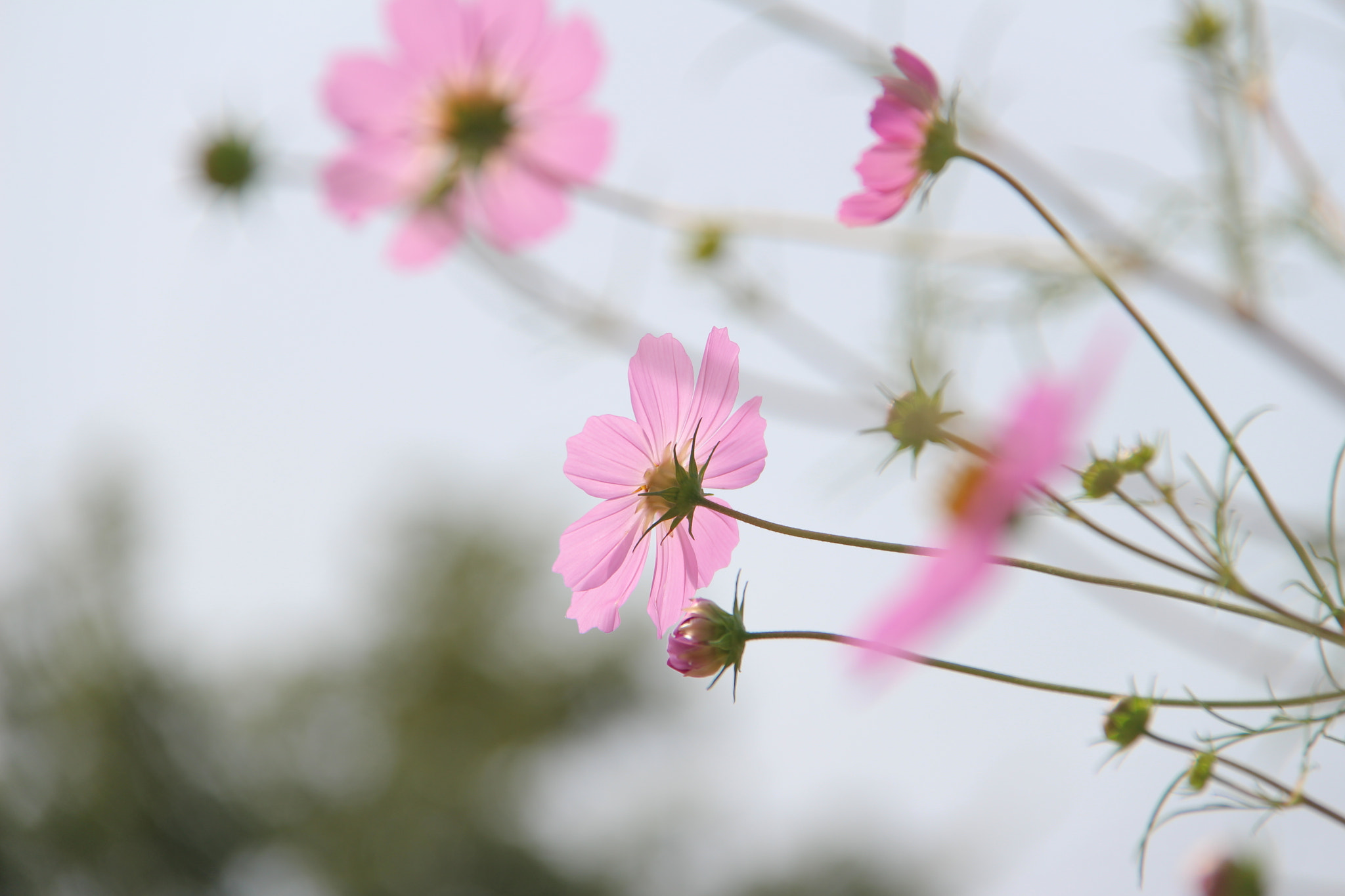 Canon EF-S 18-200mm F3.5-5.6 IS sample photo. 고향의``코스모스 photography