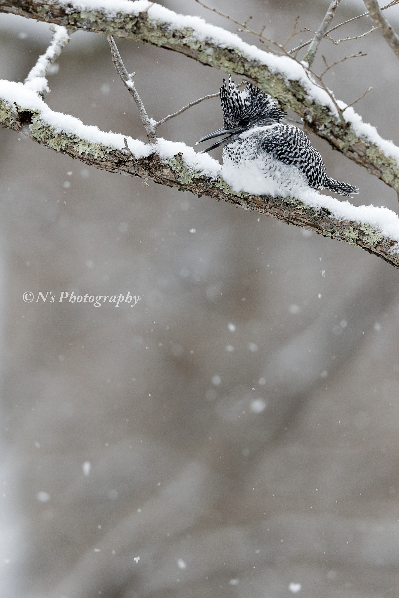 Canon EF 600mm F4L IS II USM sample photo. Crested kingfisher photography