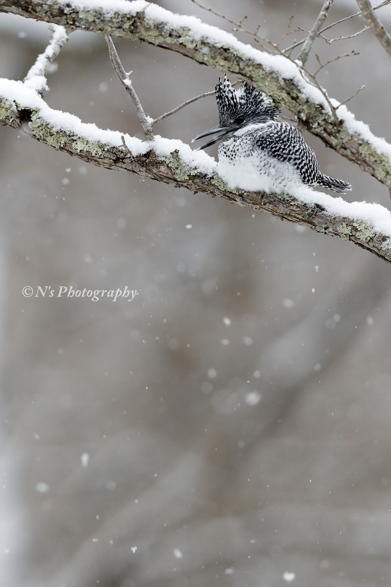 Canon EOS 7D Mark II + Canon EF 600mm F4L IS II USM sample photo. Crested kingfisher photography