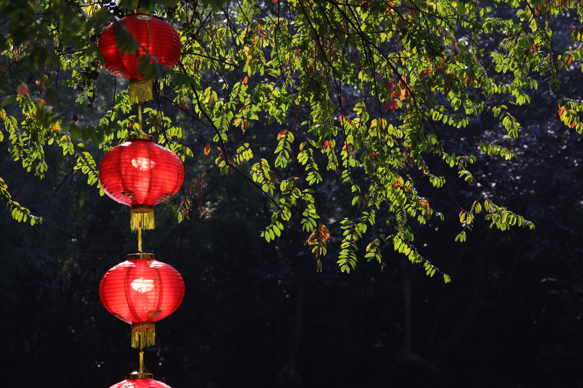 ZEISS Milvus 100mm F2 Macro sample photo. Chinese new year greeting lanterns photography