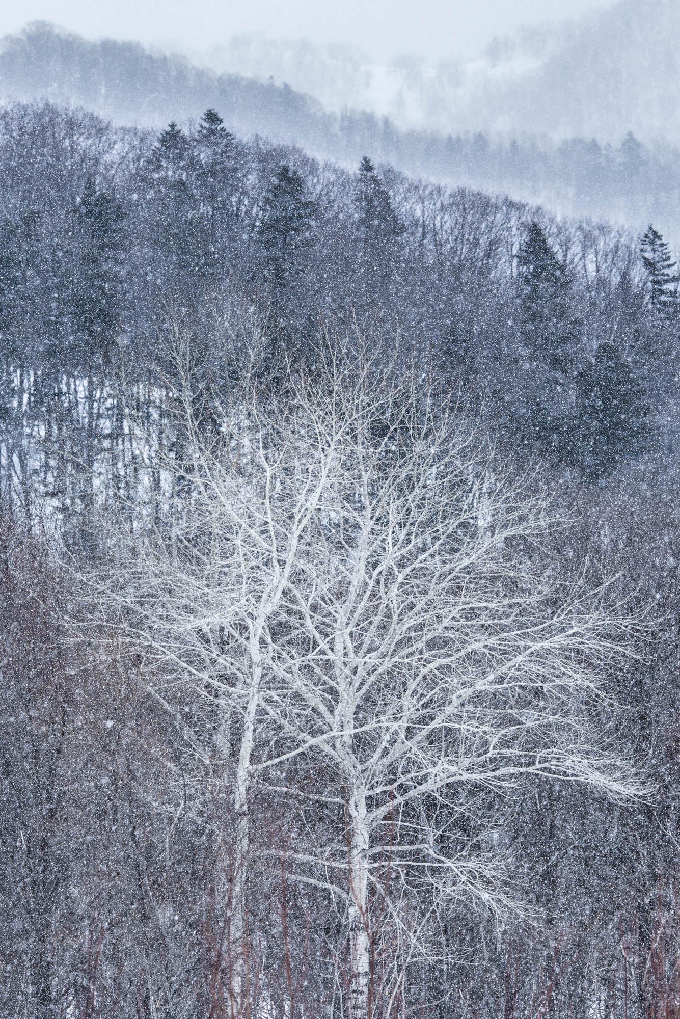 Nikon D800E sample photo. Dancing in the snow photography