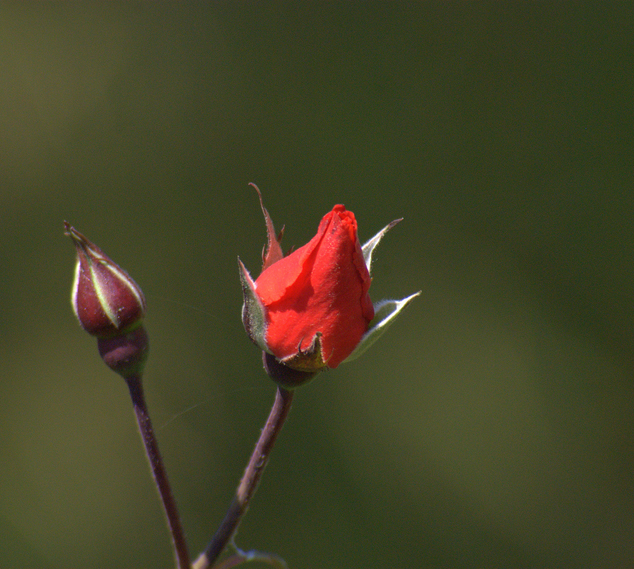 Nikon D80 sample photo. Buddy photography