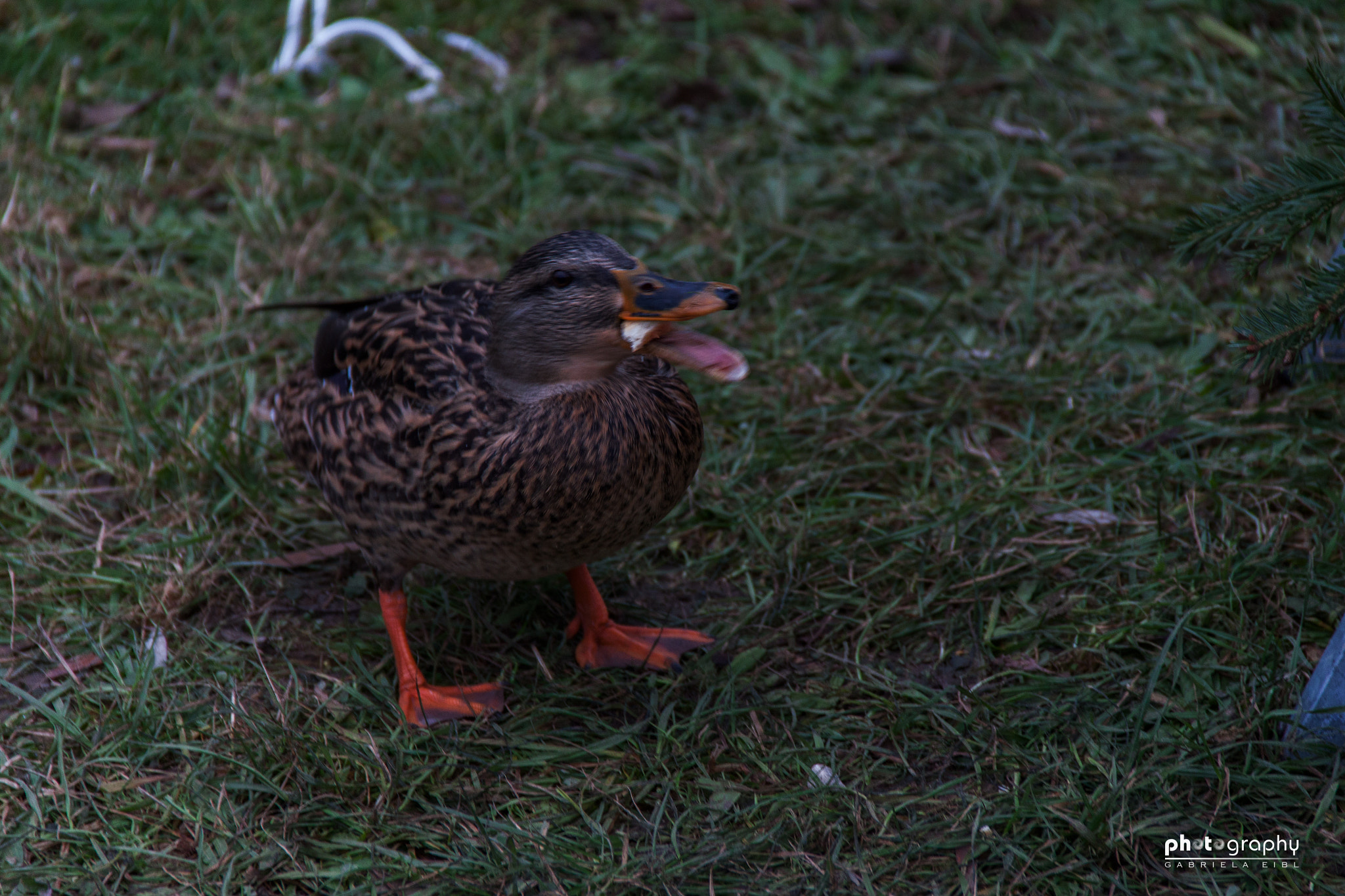 Canon EOS 500D (EOS Rebel T1i / EOS Kiss X3) sample photo. Bred too big photography
