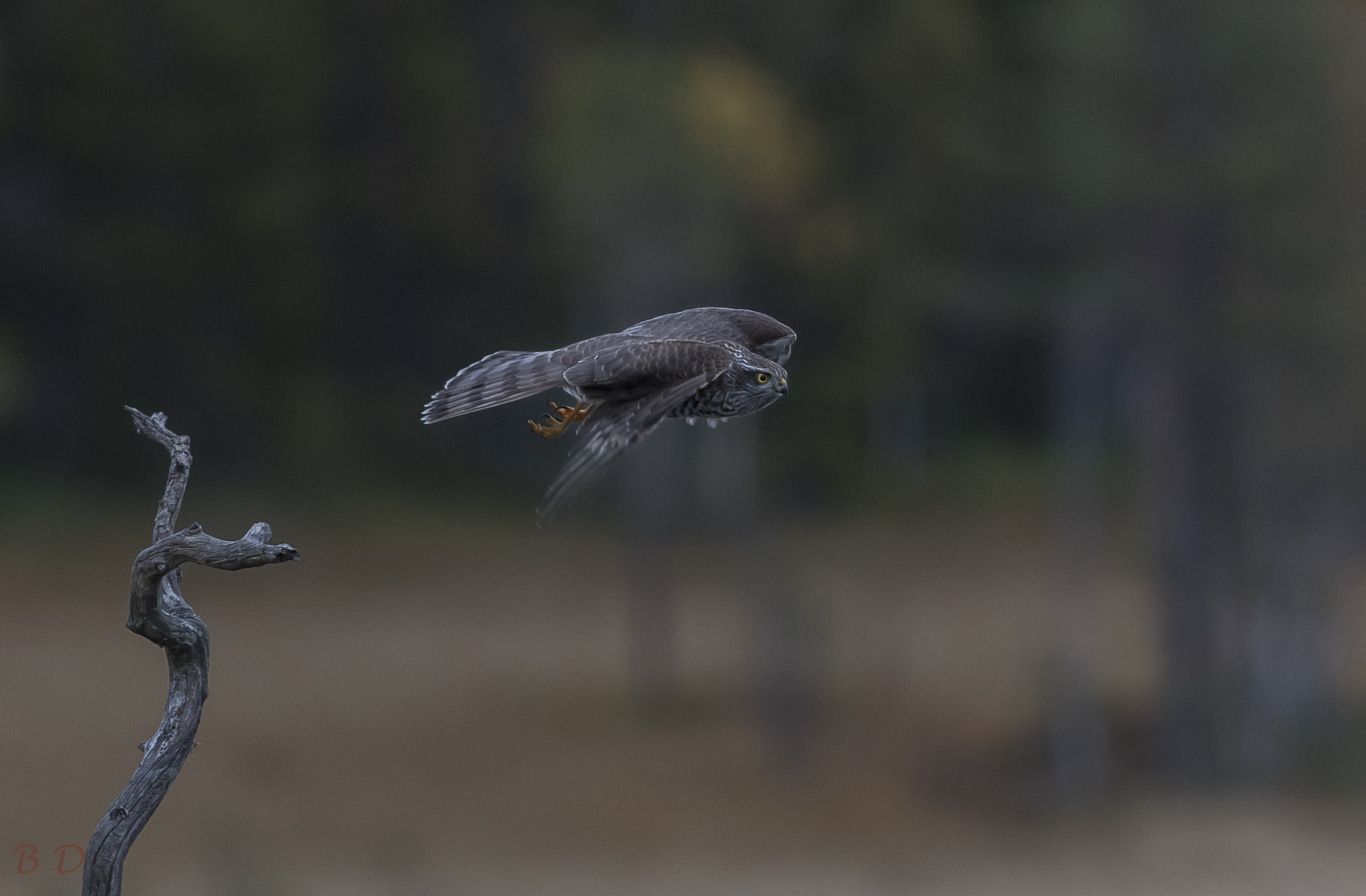 Canon EF 300mm F2.8L IS USM sample photo. Sparrow hawk flying past photography