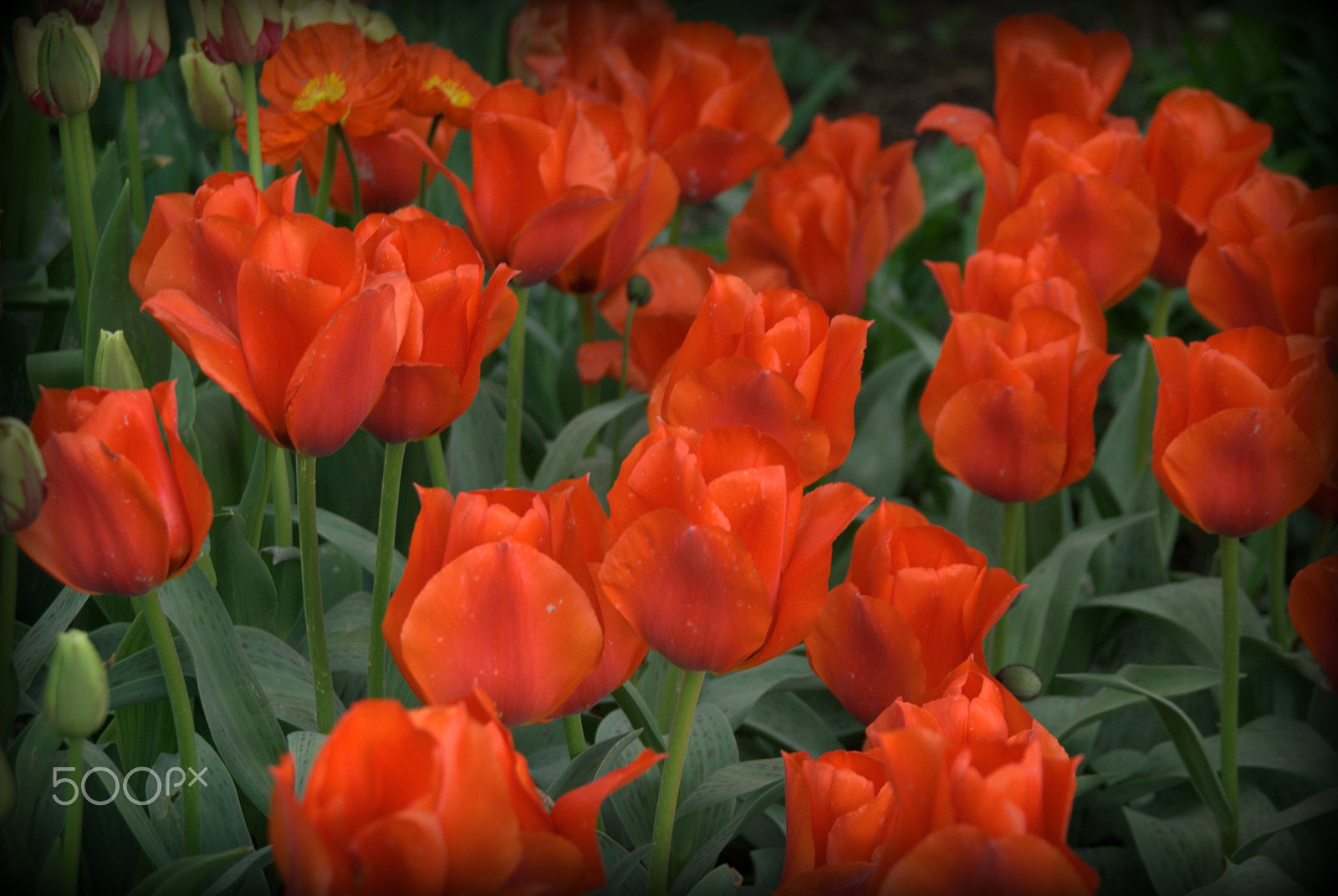 Nikon D3000 sample photo. Red tulips photography