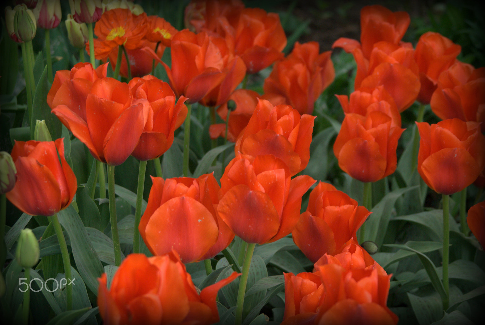 Sigma 28-90mm F3.5-5.6 Macro sample photo. Red tulips photography