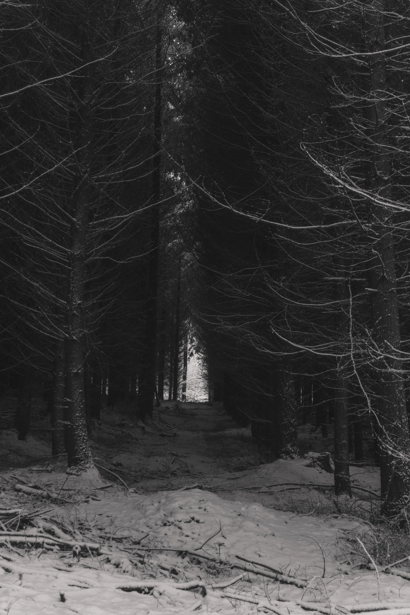 Canon EF 35-135mm f/4-5.6 USM sample photo. Forest photography
