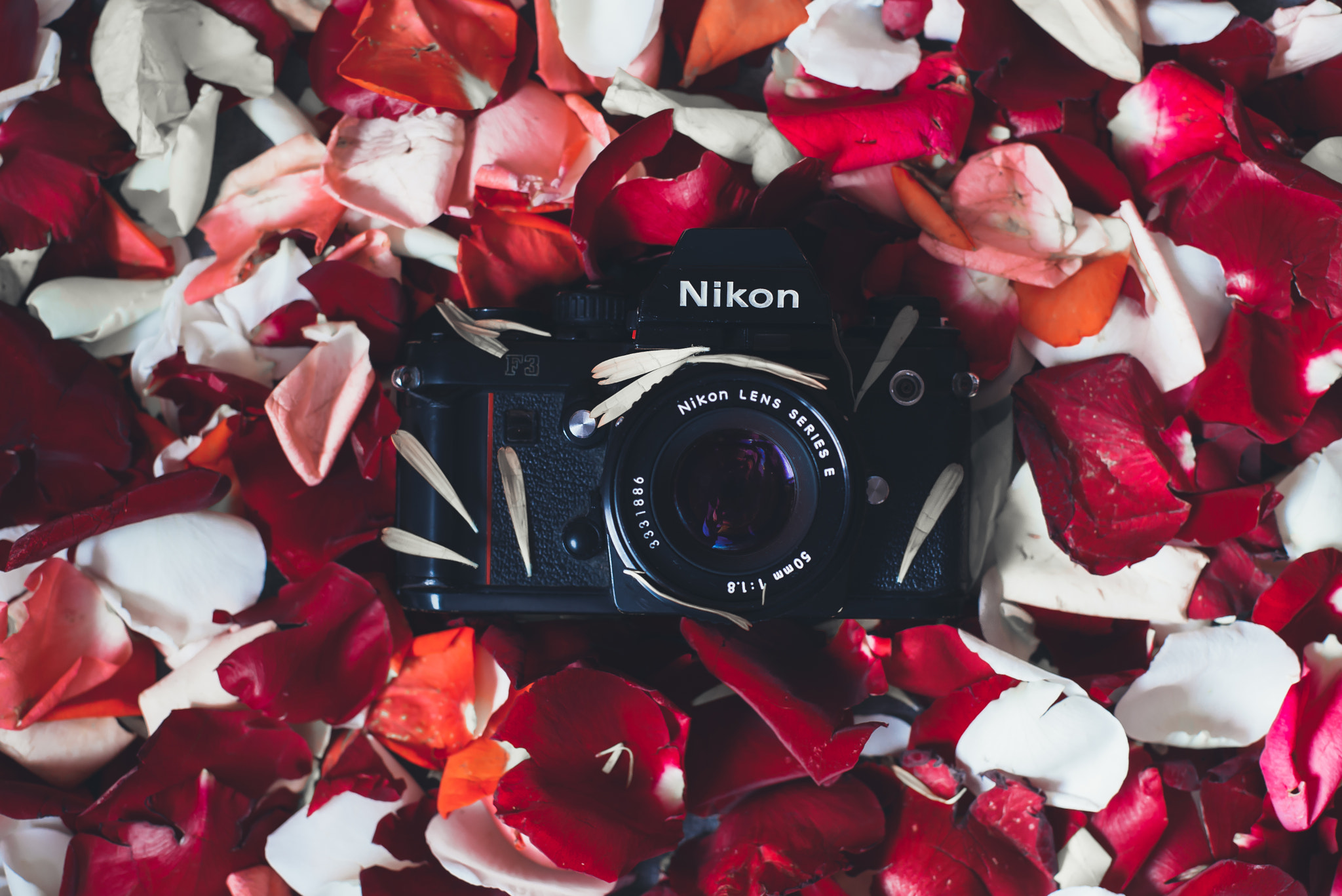 Nikon D610 sample photo. Some of my nikon collection  nikon f3 nikkor f/1.8 ai-s 50mm photography