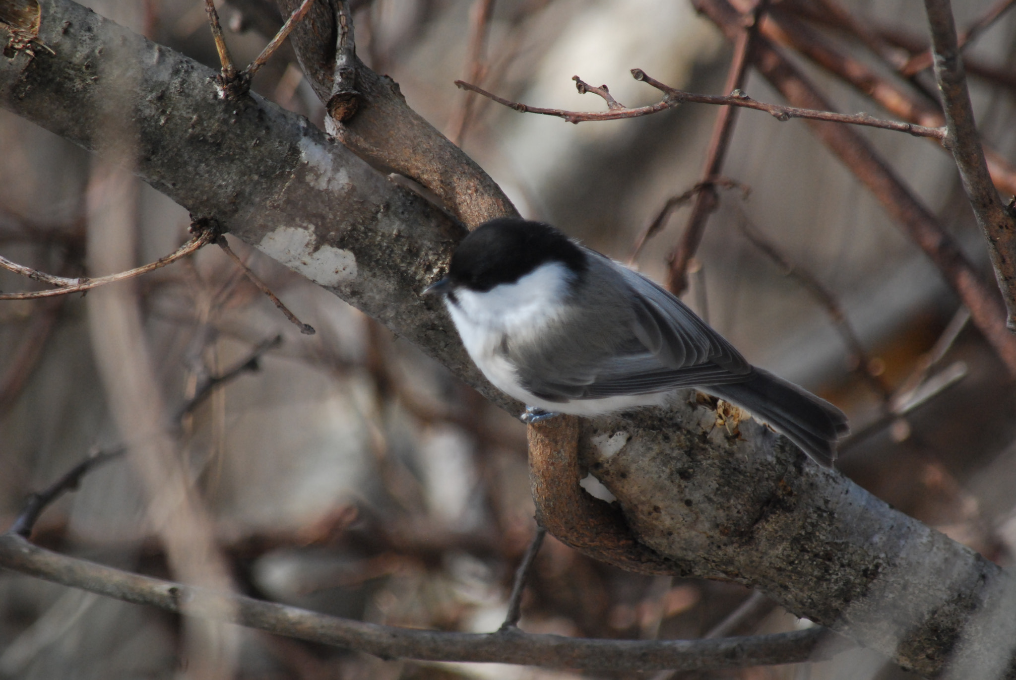 Nikon D40X sample photo